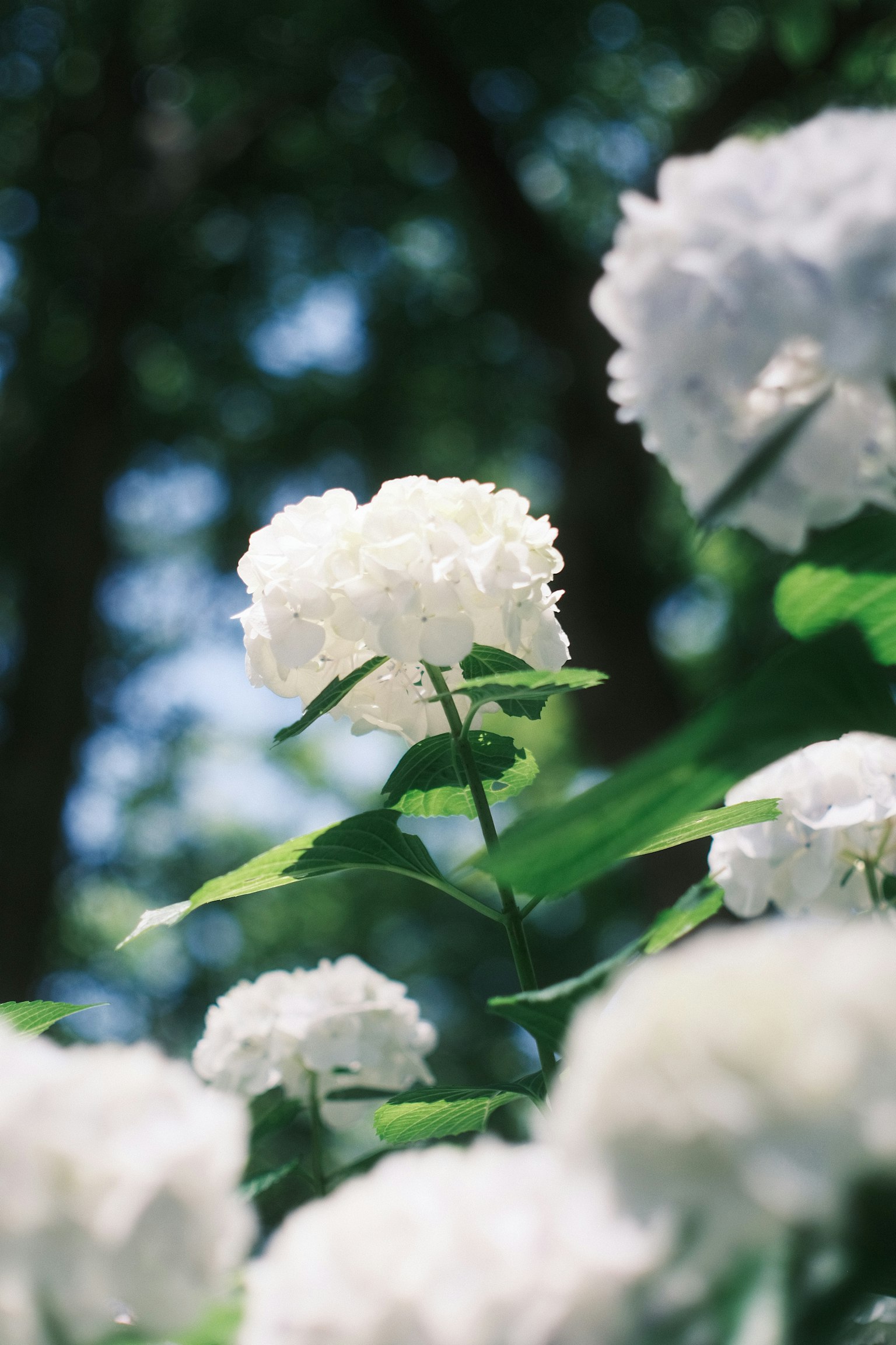 White hydrangea flowers blooming under a blue sky