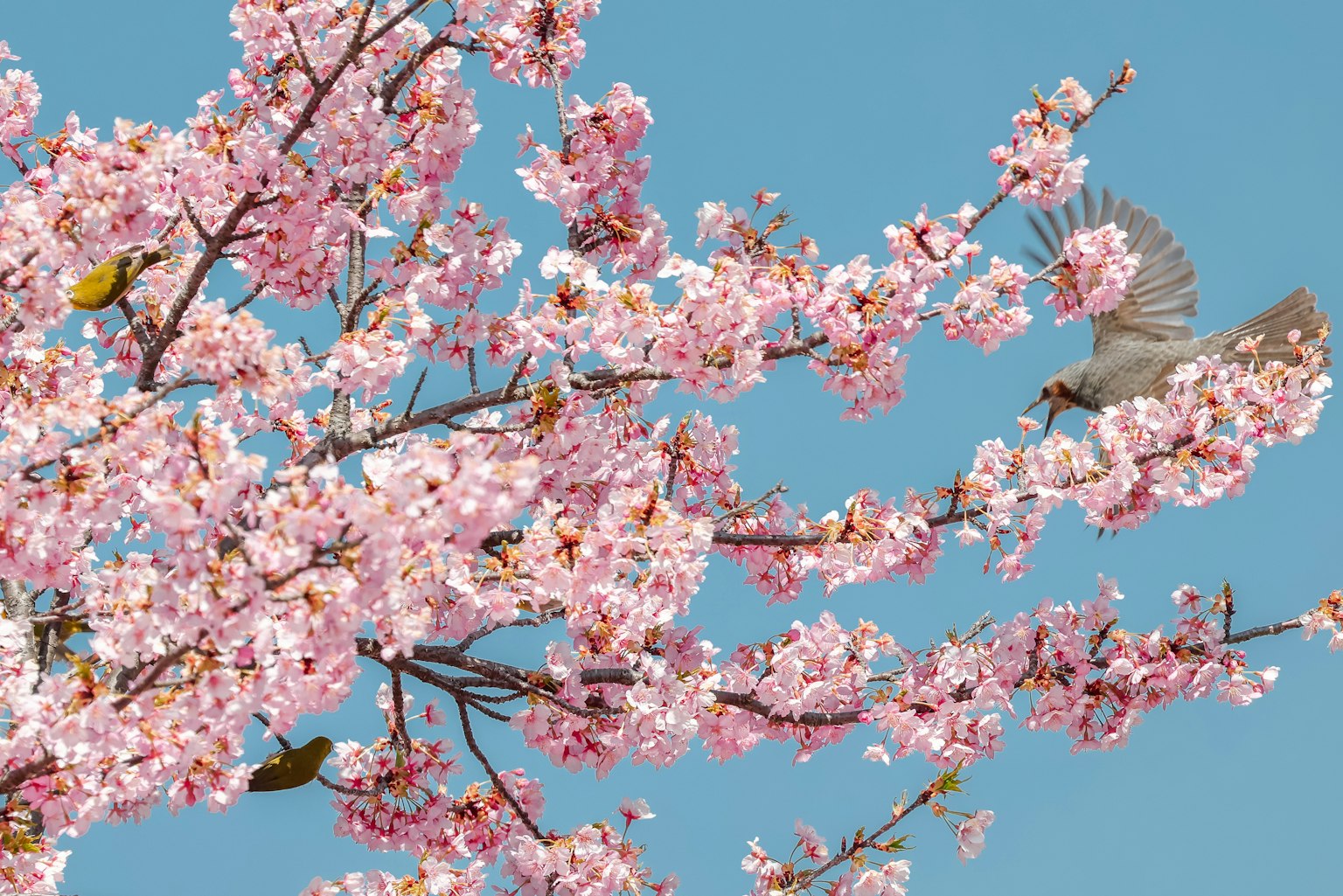Beautiful scene of cherry blossoms with birds flying against a blue sky