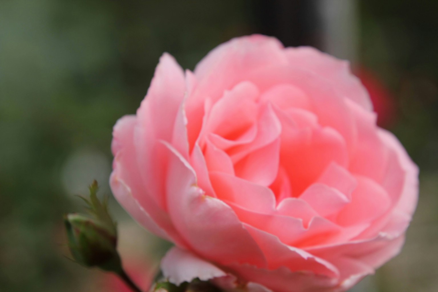 Sebuah bunga mawar pink yang indah mekar