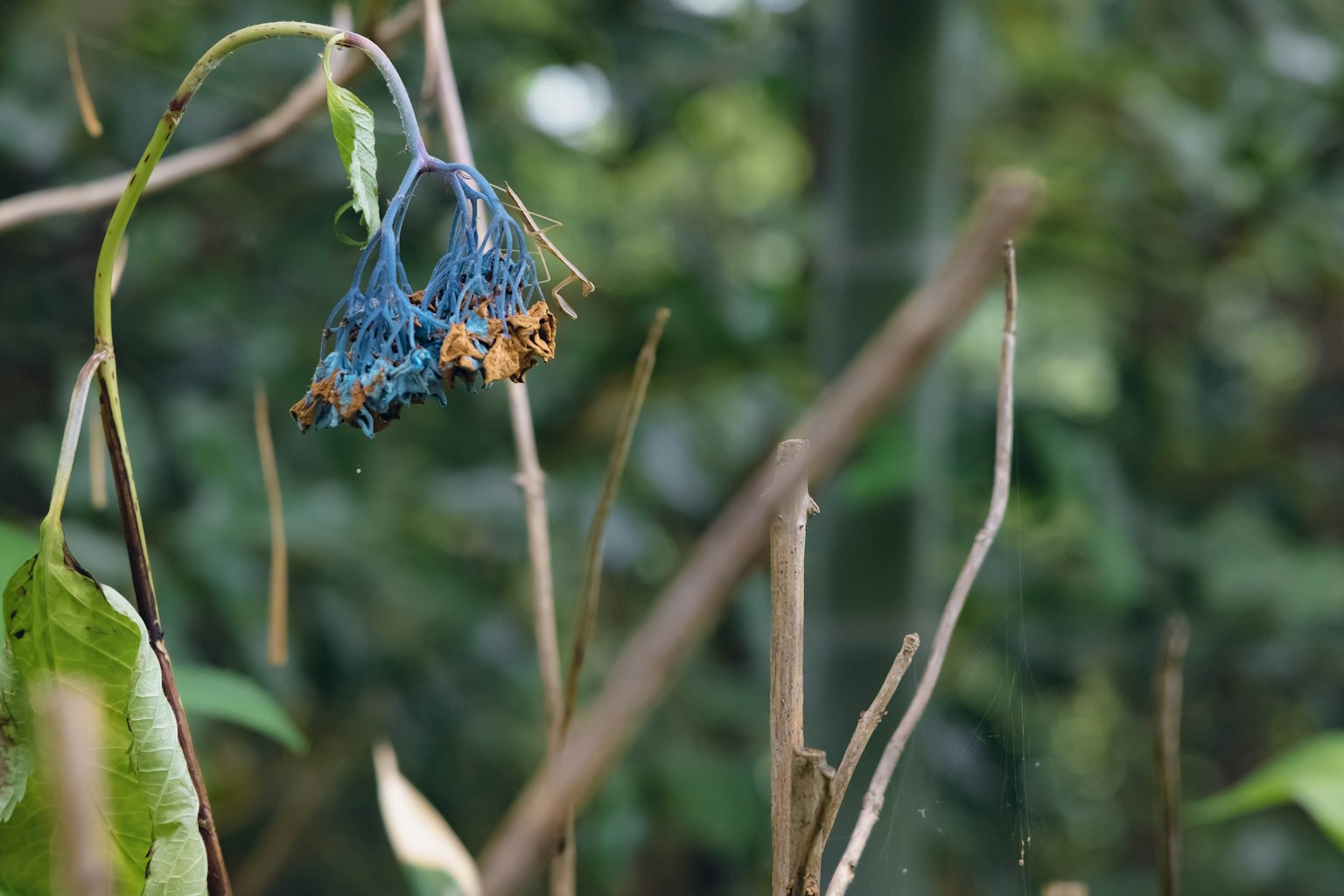 Primo piano di una pianta appassita con fiori blu e gemme marroni