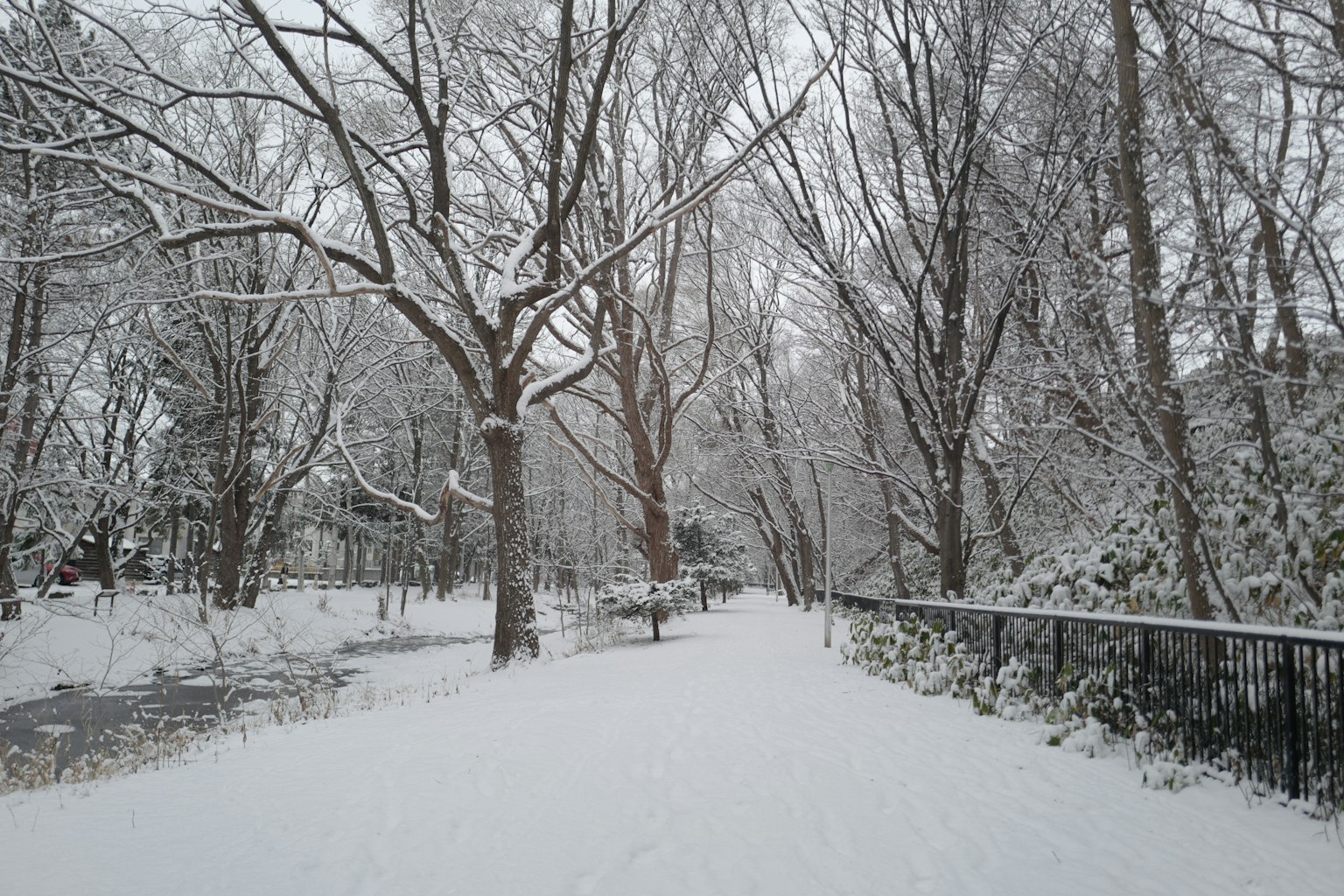 Winter scene with snow-covered trees and path