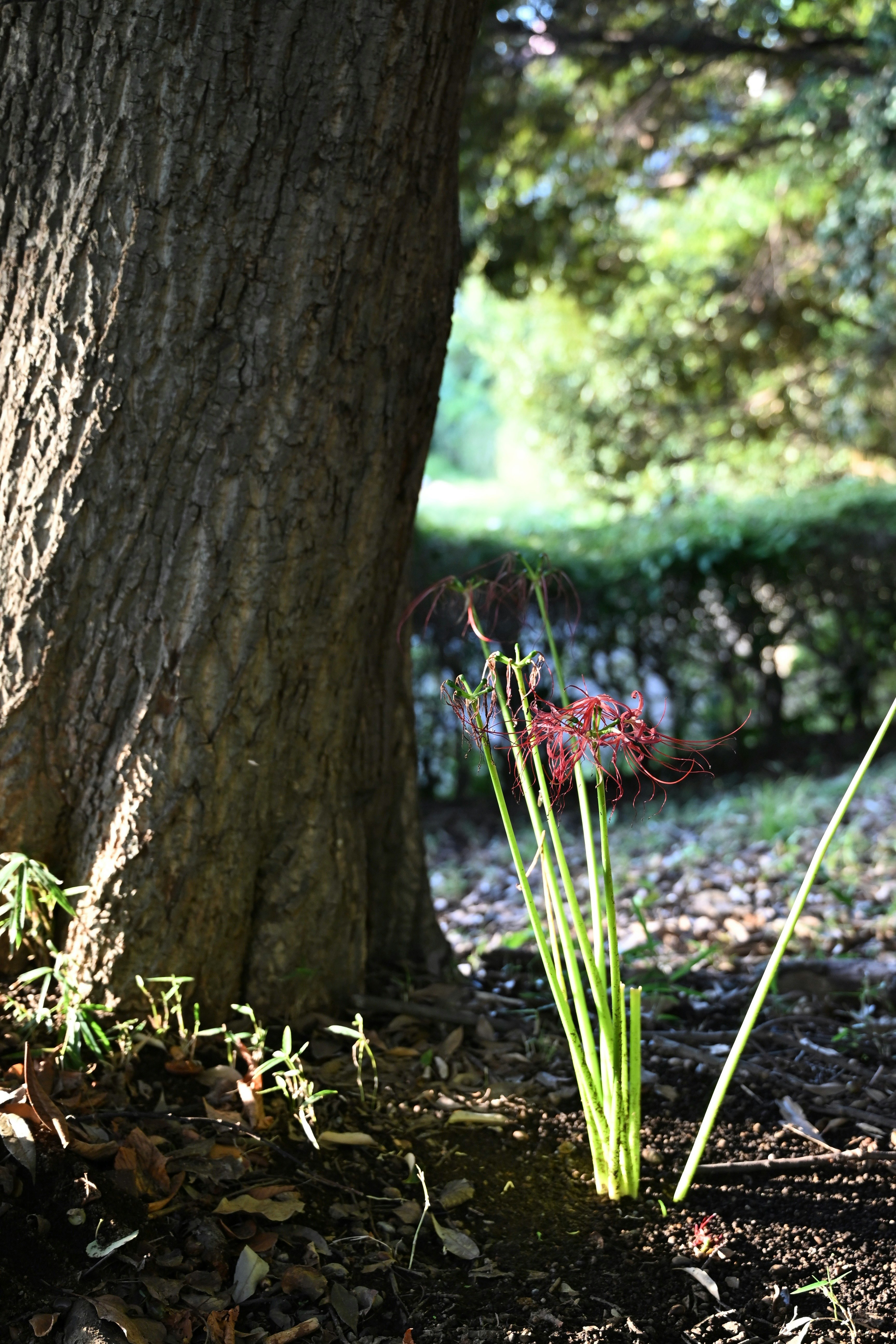 木の幹のそばで咲く花と新芽のある森の地面