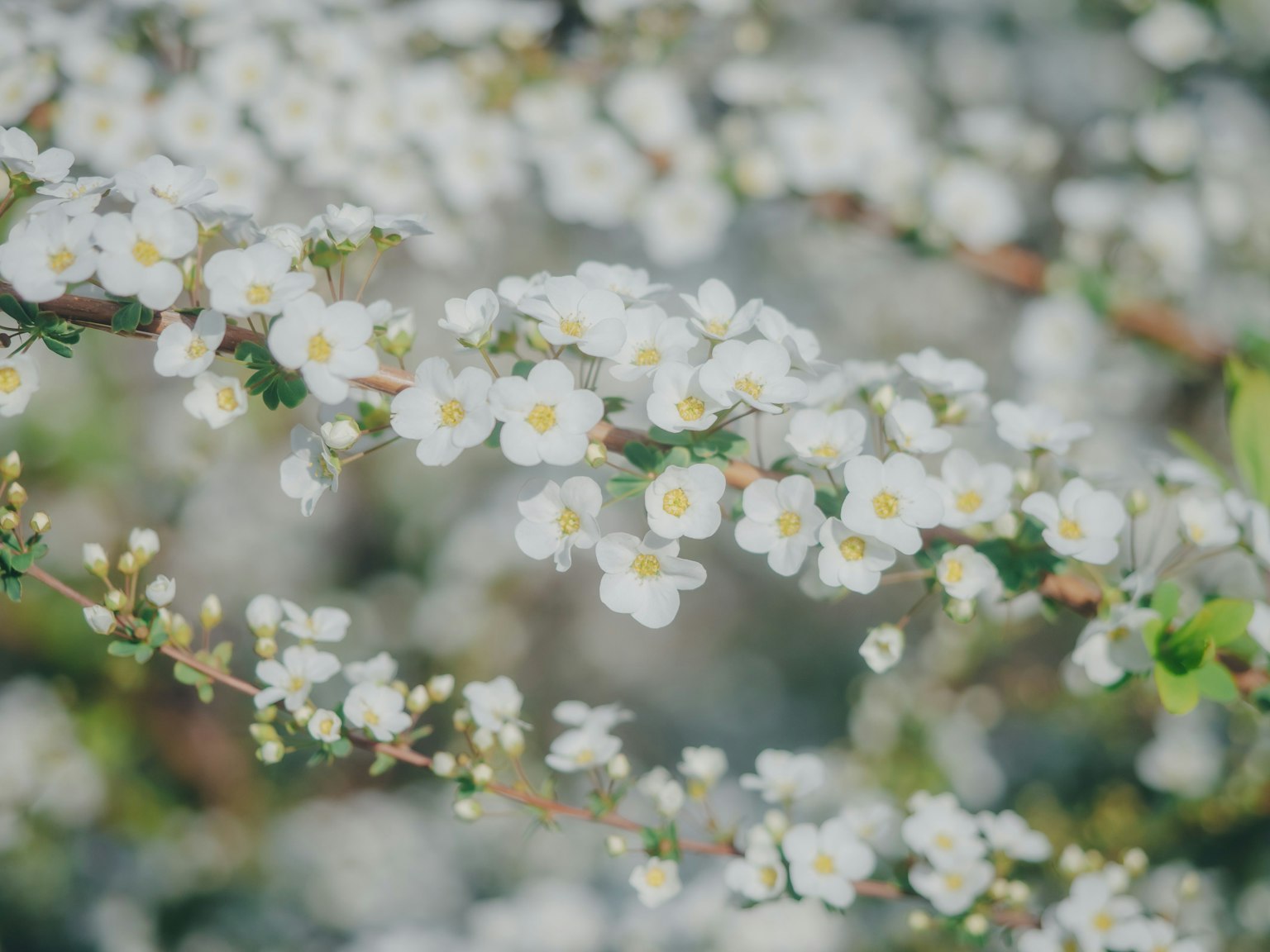Primer plano de ramas con flores blancas y hojas verdes de fondo