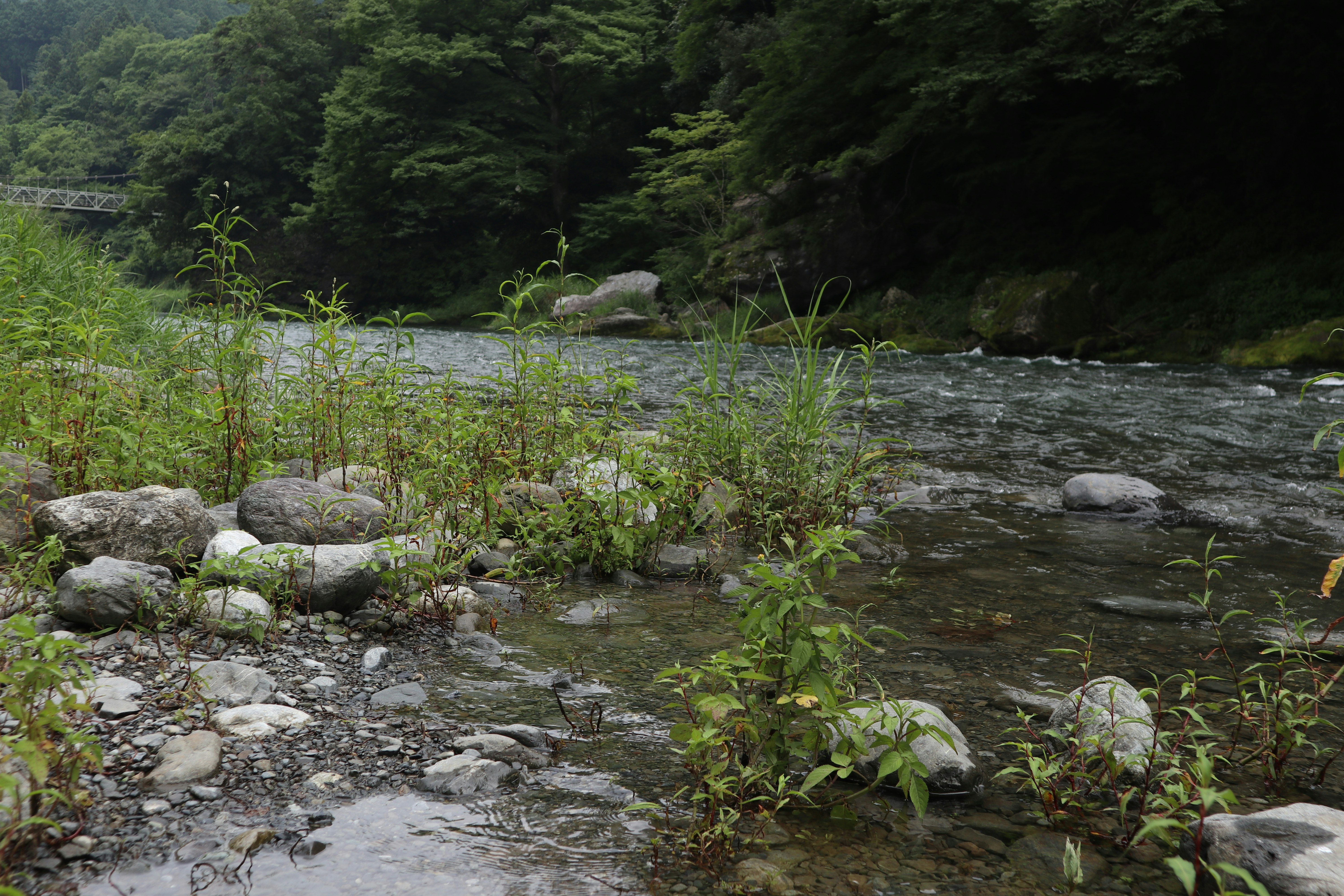 Malersicher Blick auf einen Fluss, der durch üppiges Grün und Steine fließt