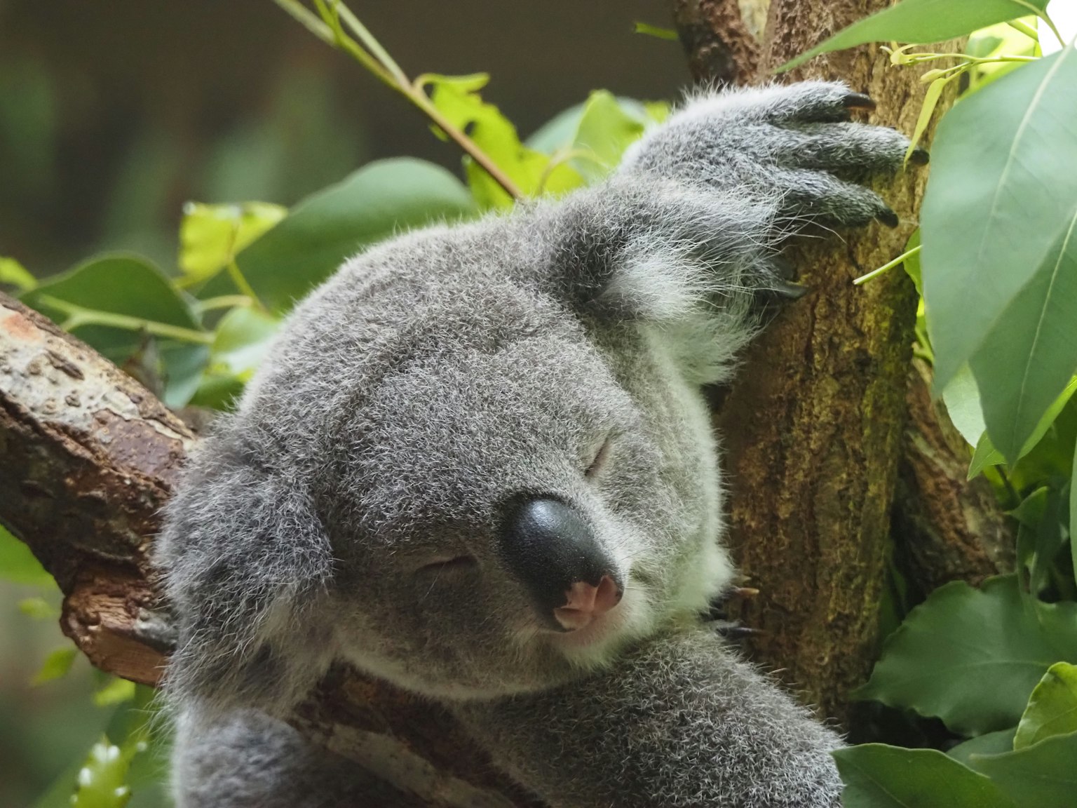 Close-up of a sleeping koala resting on a tree branch