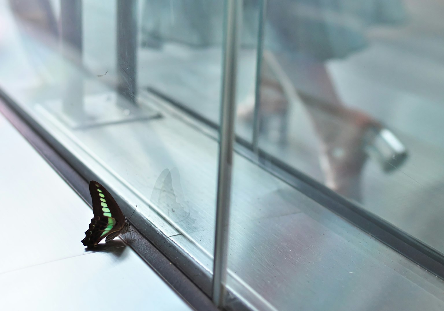 Un beau papillon bleu et vert près du verre et des pieds d'une femme