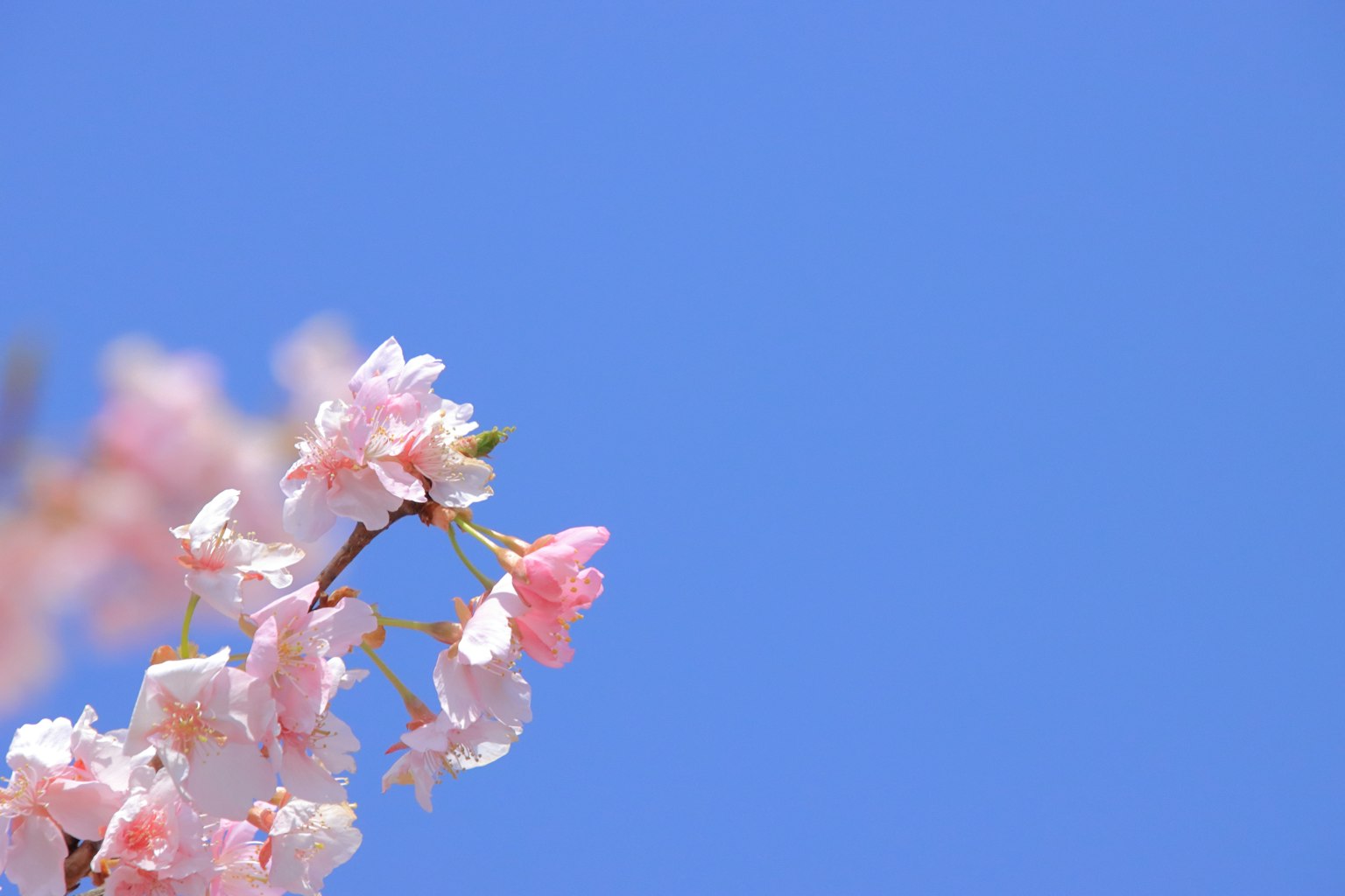Rami di ciliegio con fiori rosa contro un cielo blu