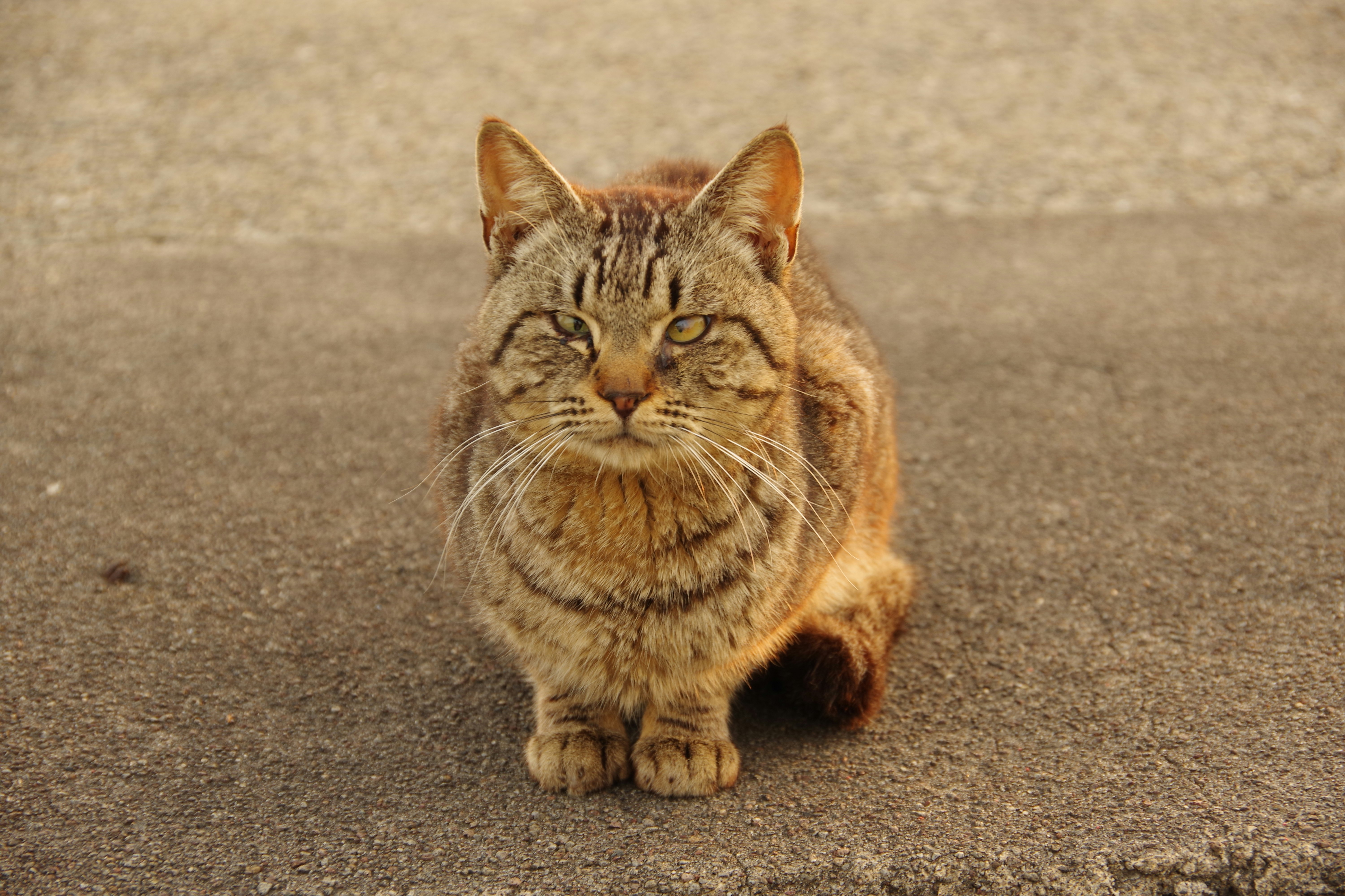 chat marchant sur une plage de sable