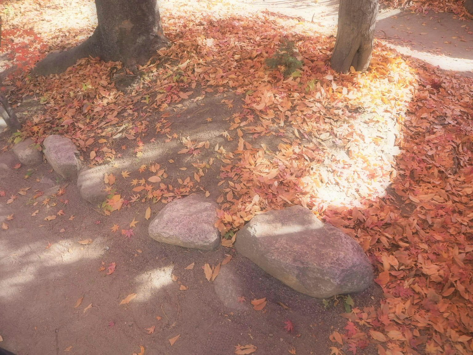 Terreno coperto di foglie autunnali e pietre