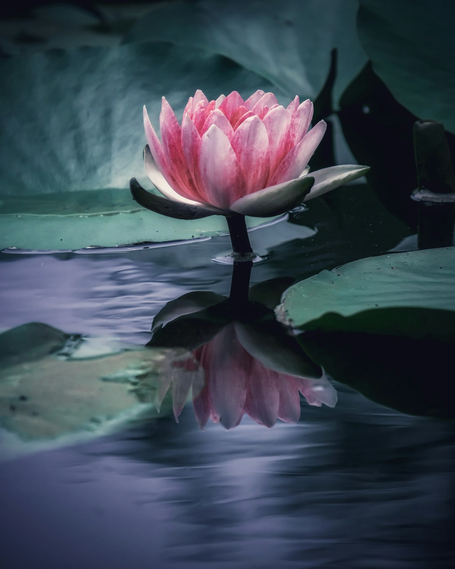 Ninfea rosa che galleggia sulla superficie dell'acqua con riflesso
