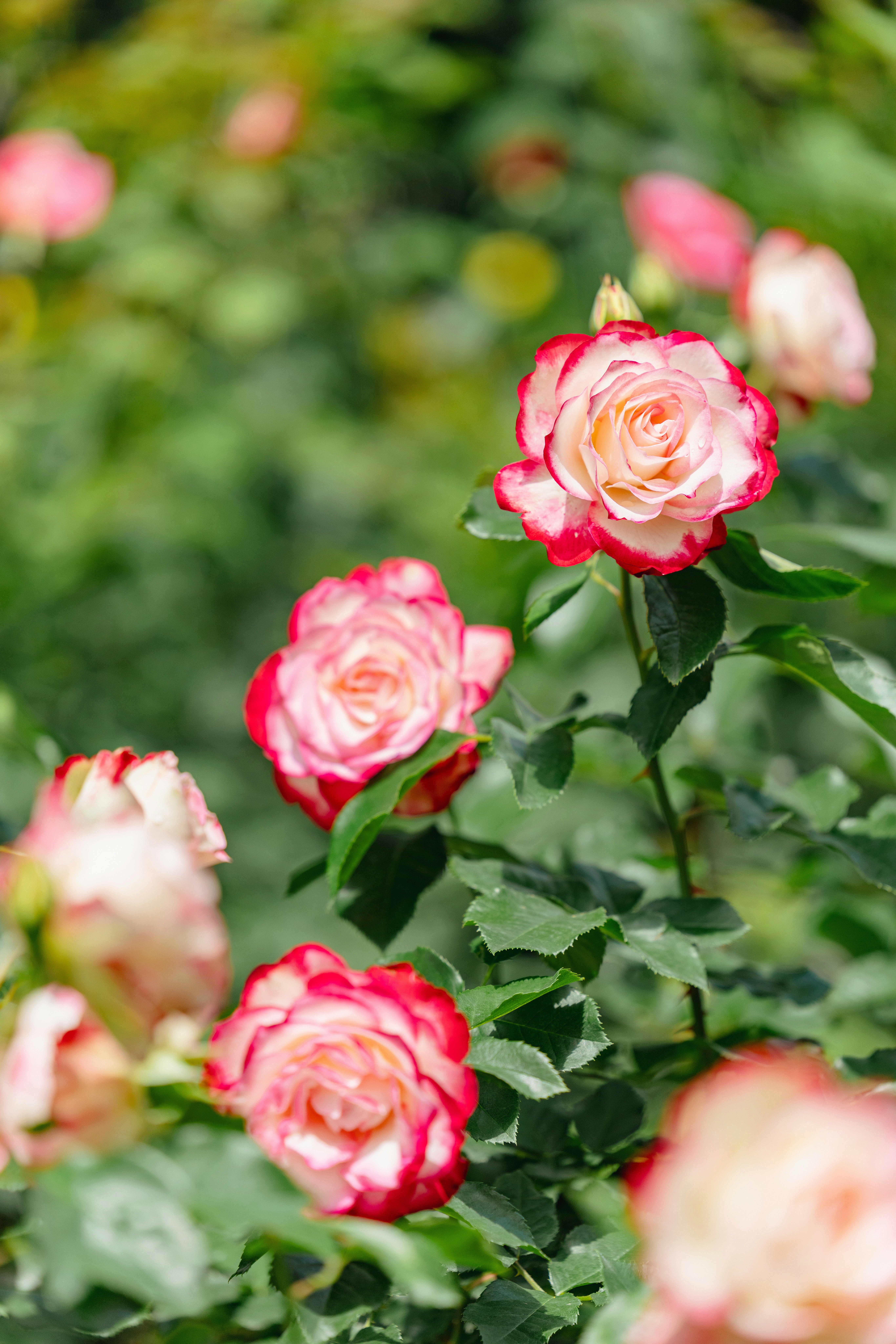バラの花が咲く庭の花壇