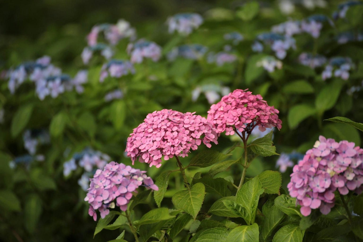 A vibrant display of hydrangea flowers in shades of blue and pink