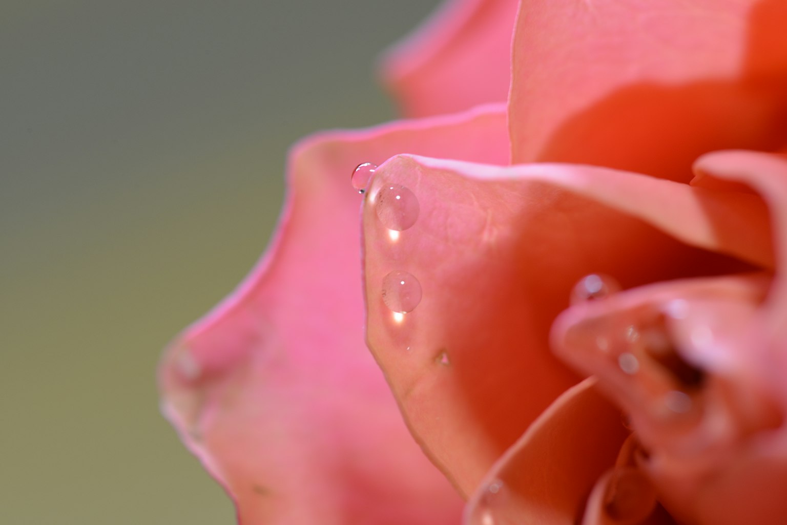 Nahaufnahme eines rosa Rosenblatts mit Wassertropfen