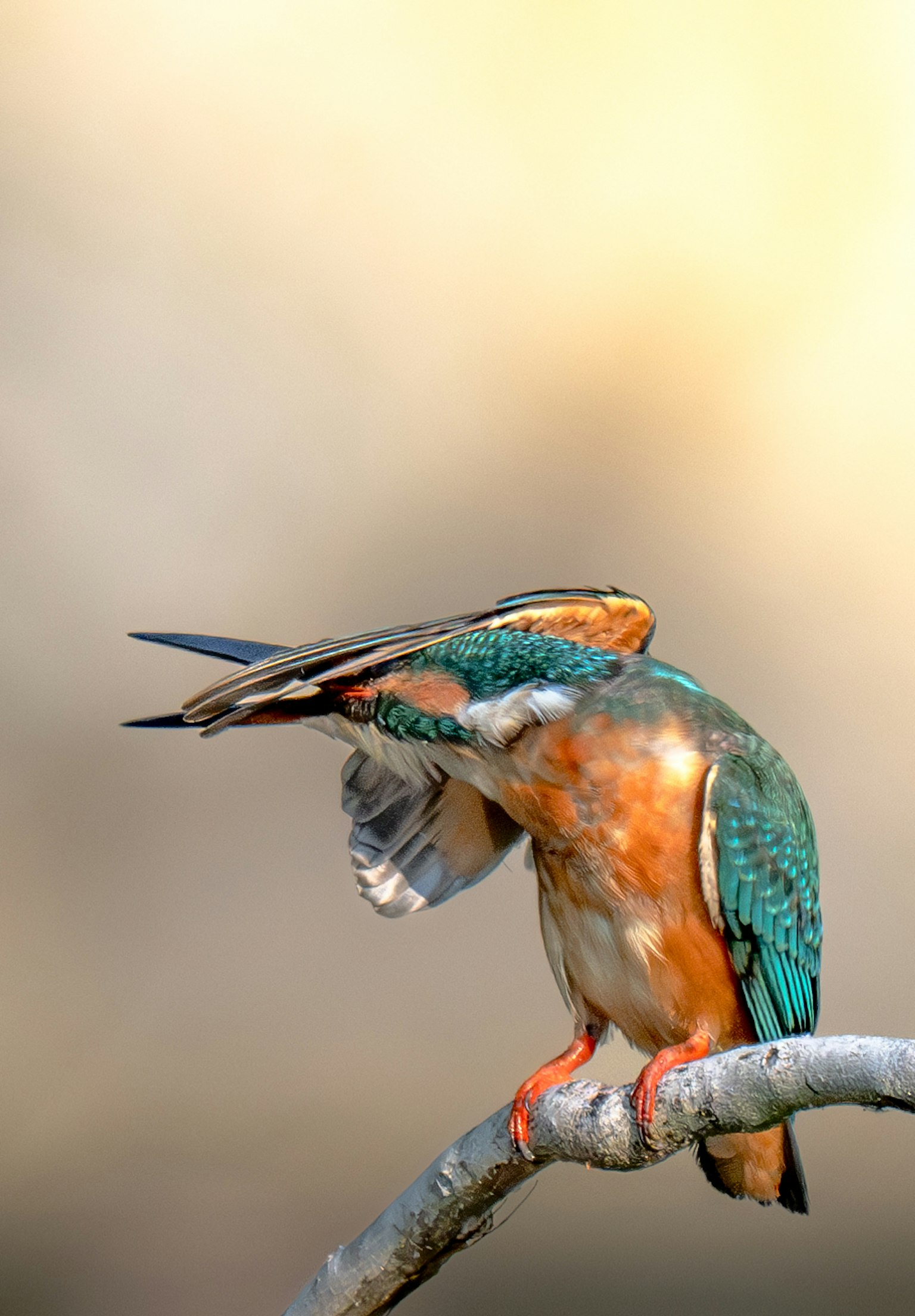 Ein bunter Eisvogel, der von hinten auf einem Ast sitzt