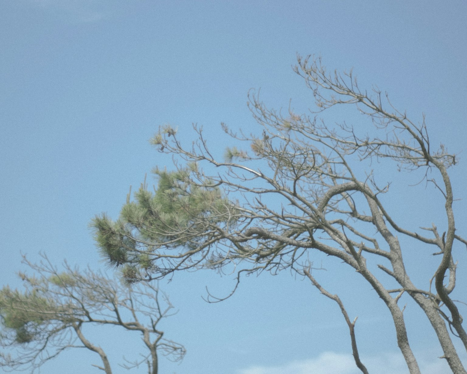Silhouette von Bäumen, die gegen einen blauen Himmel schwanken