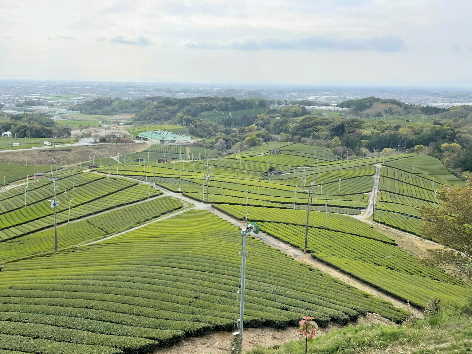 Ladang teh hijau subur dengan jalan berkelok di bawah langit mendung