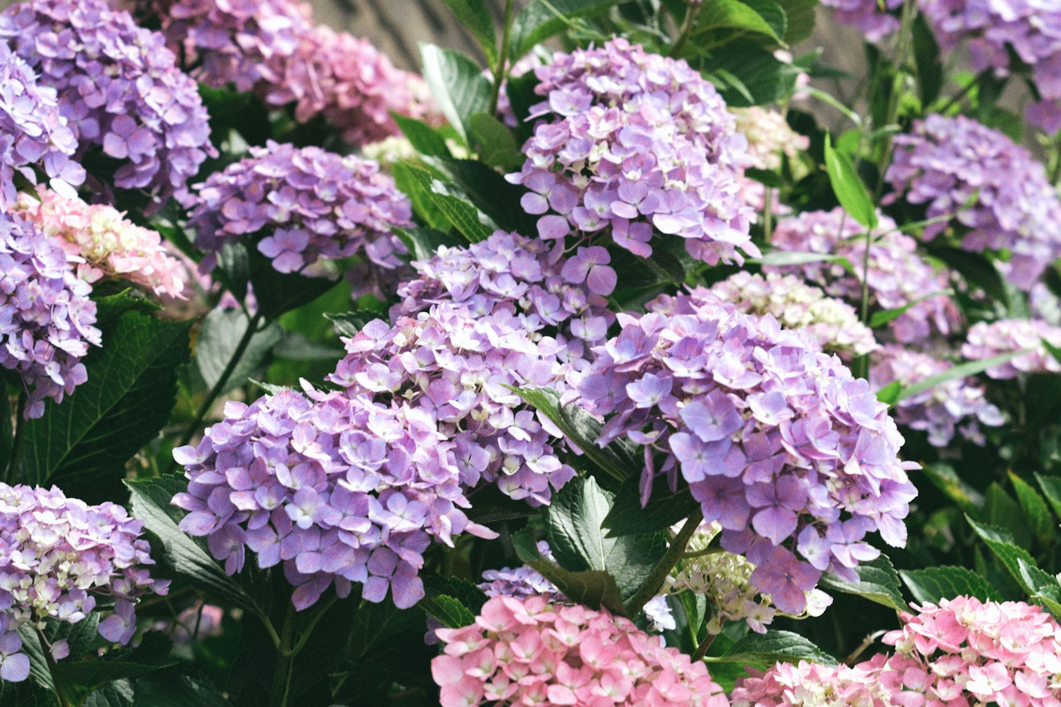 Flores de hortensia coloridas en púrpura y rosa en plena floración