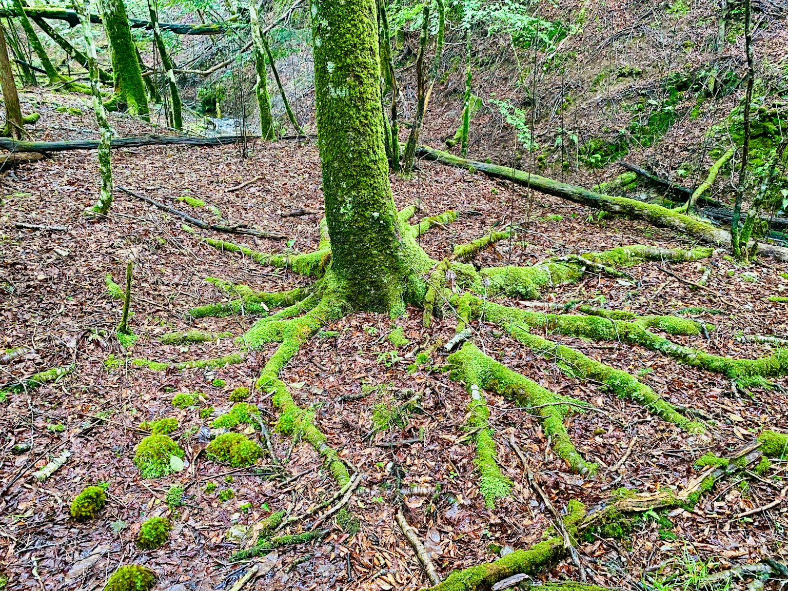 Image of a tree with moss-covered roots in a forest