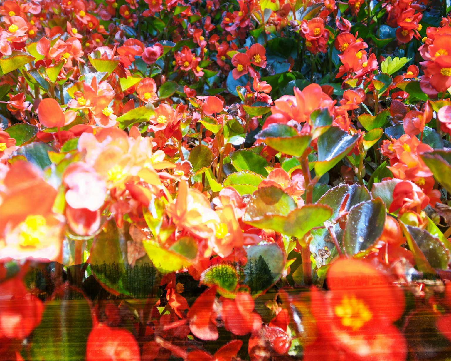 Fiori di begonia rossi vibranti che fioriscono in una scena da giardino