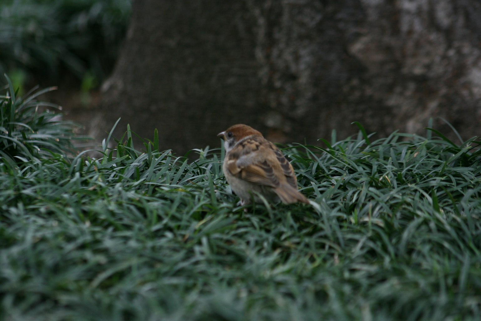 Ein kleiner Vogel steht im grünen Gras