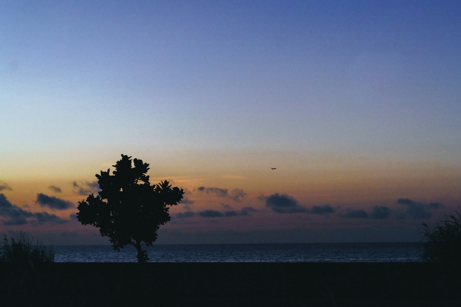 Silhouette di un albero contro un tramonto sull'oceano