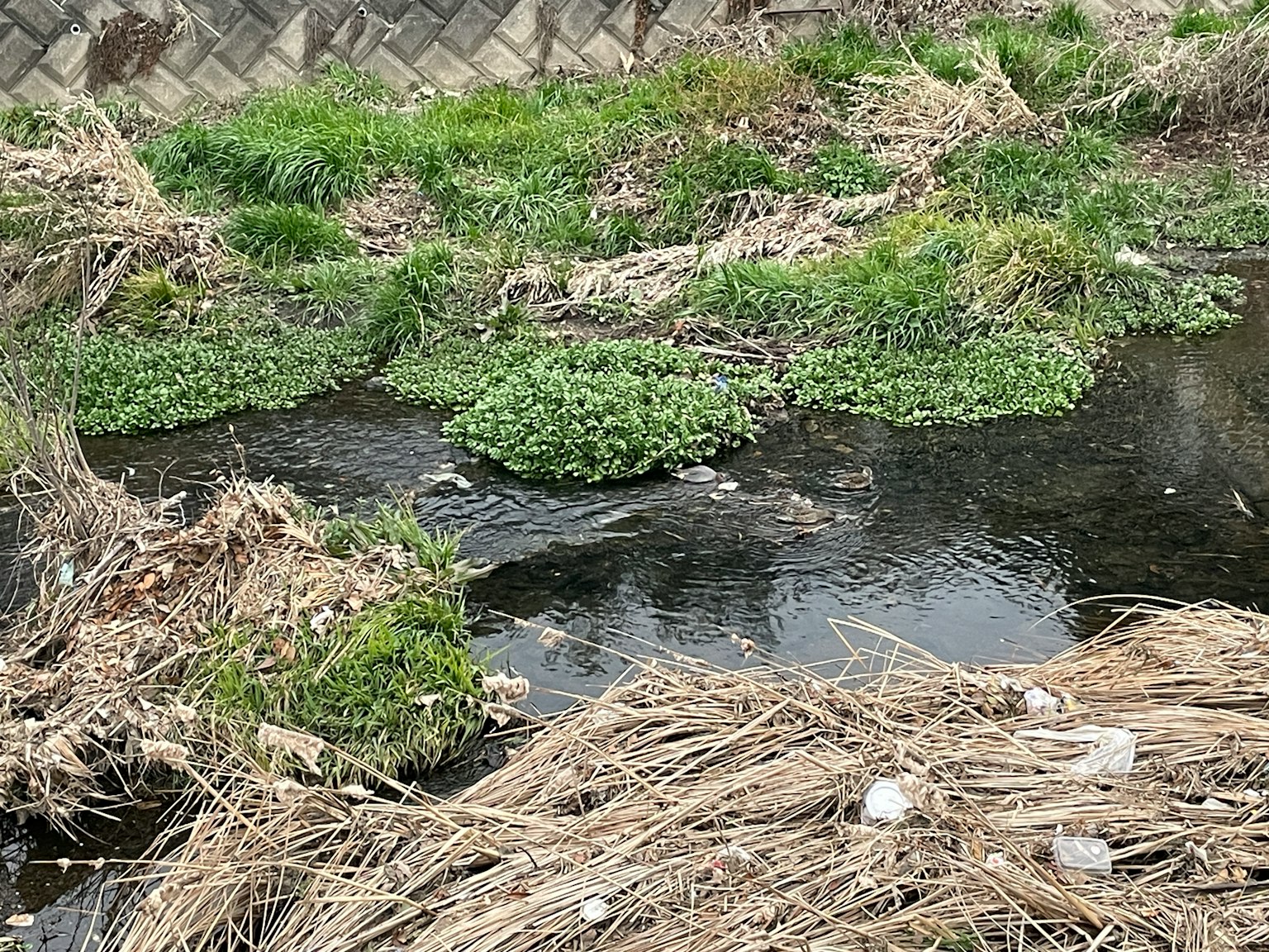 Eau polluée avec des plantes vertes flottantes et de l'herbe sèche