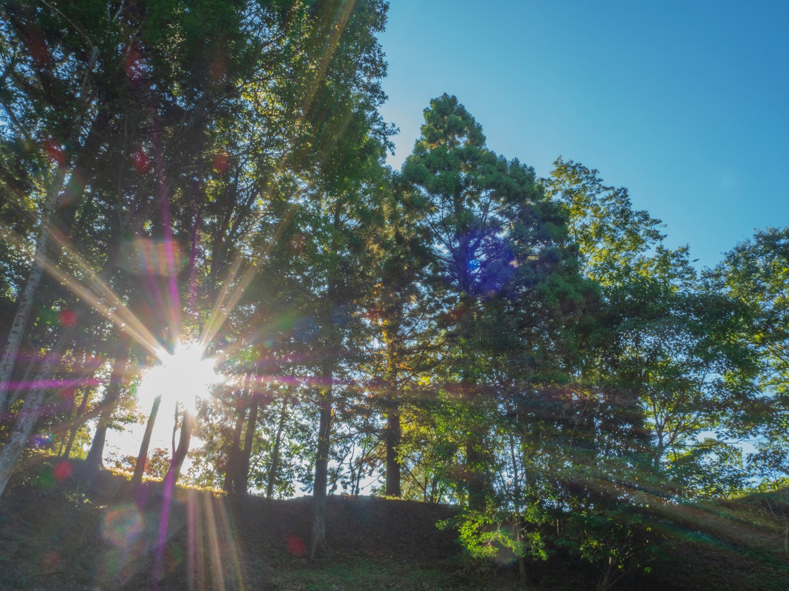 Luce solare che filtra tra gli alberi con un cielo blu chiaro