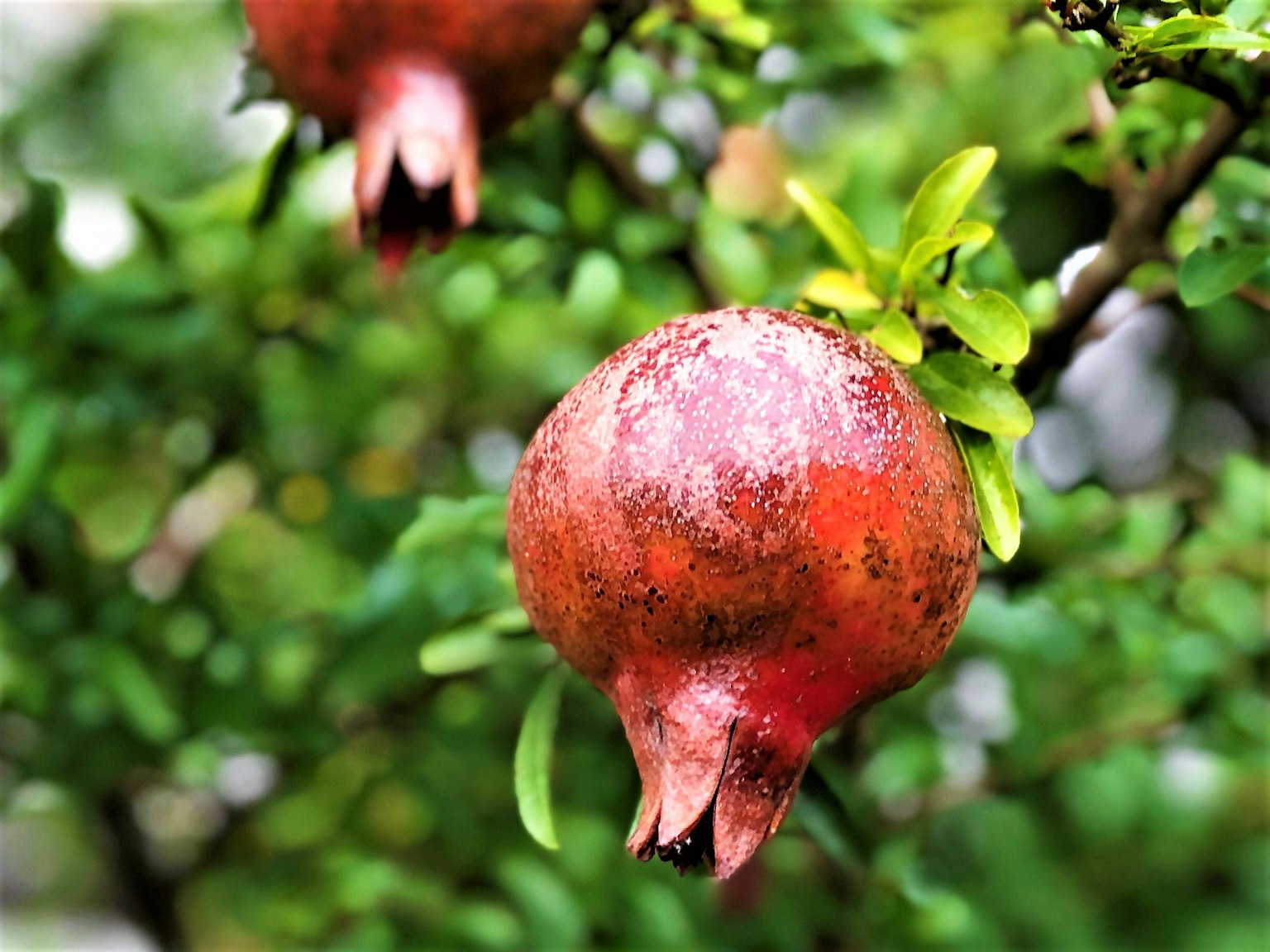 Buah delima merah menggantung di antara daun hijau