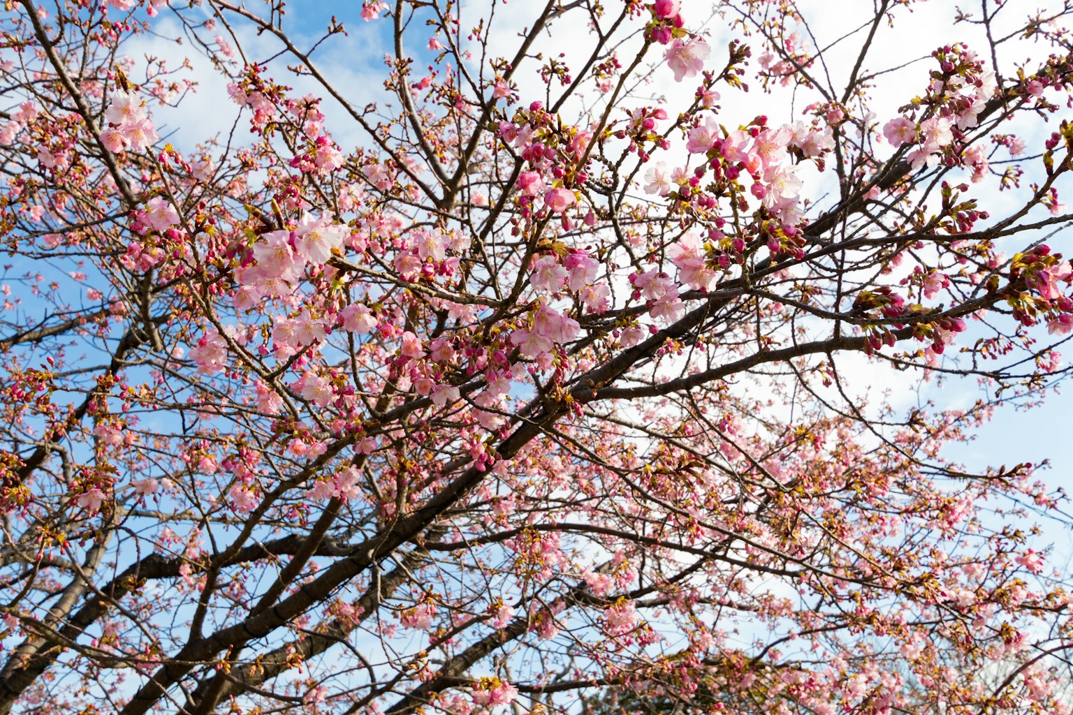 Cabang pohon sakura dengan bunga pink di latar belakang langit biru