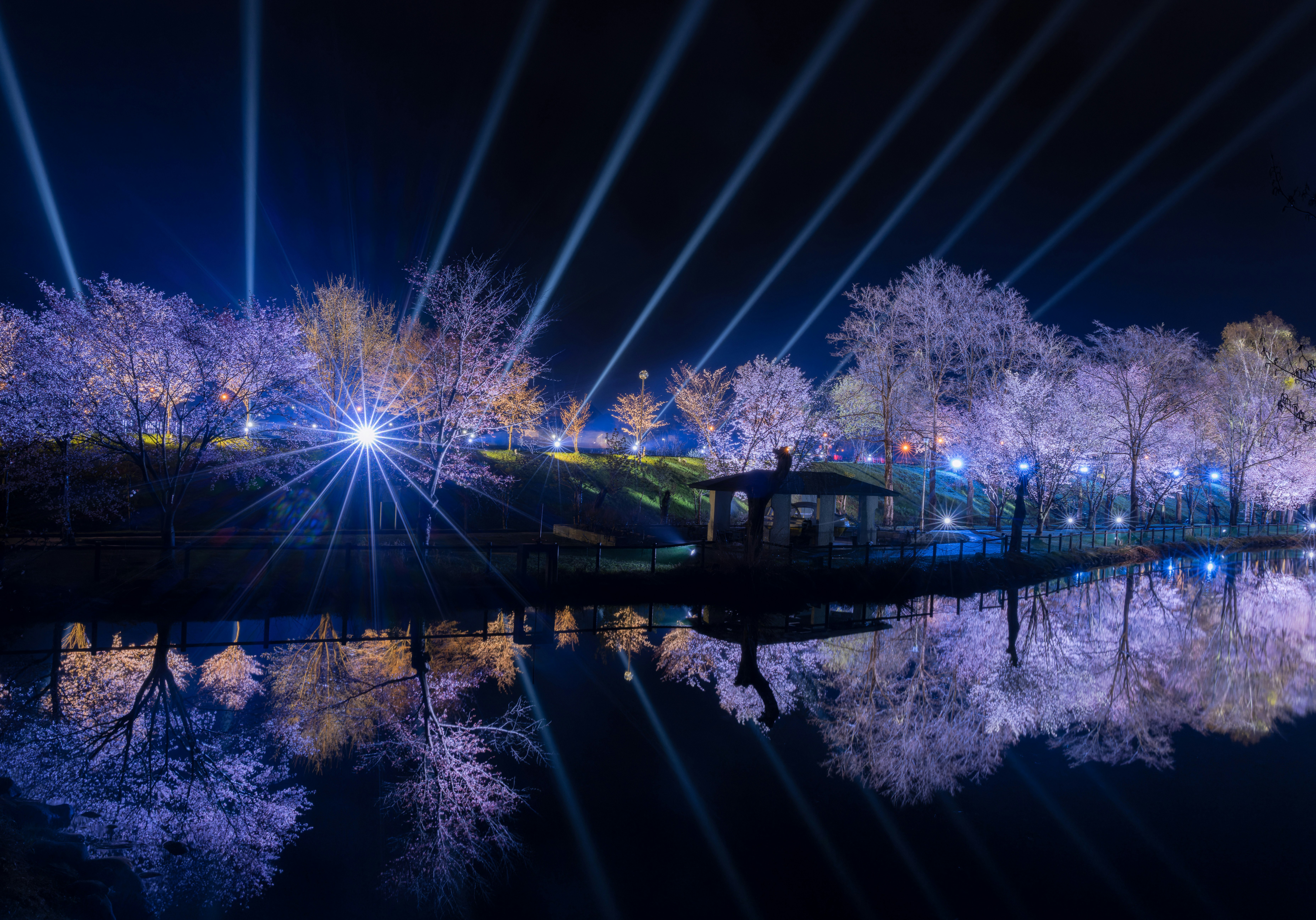 Night view of cherry blossoms and reflections on water