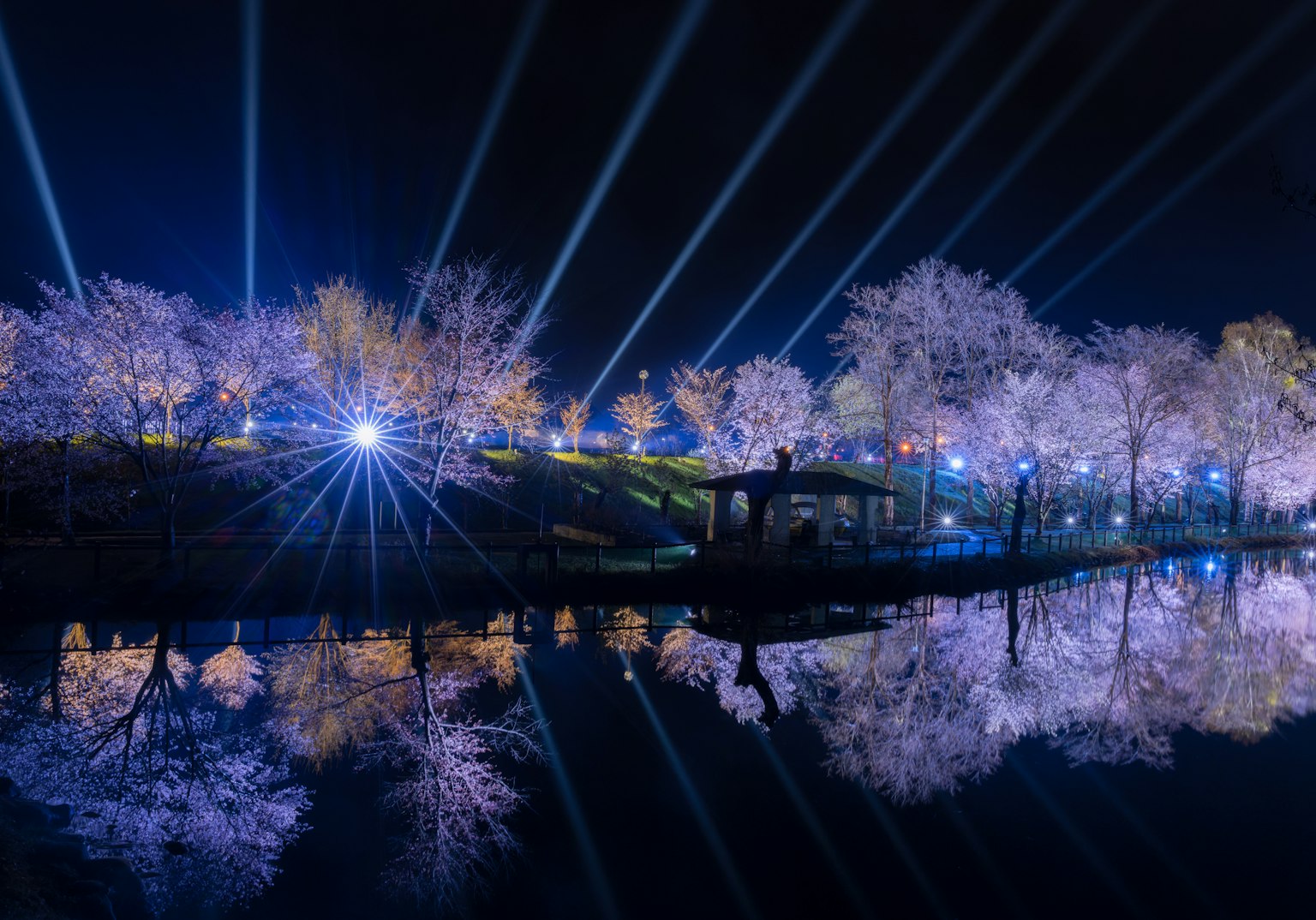 Pemandangan malam bunga sakura dan pantulan di air