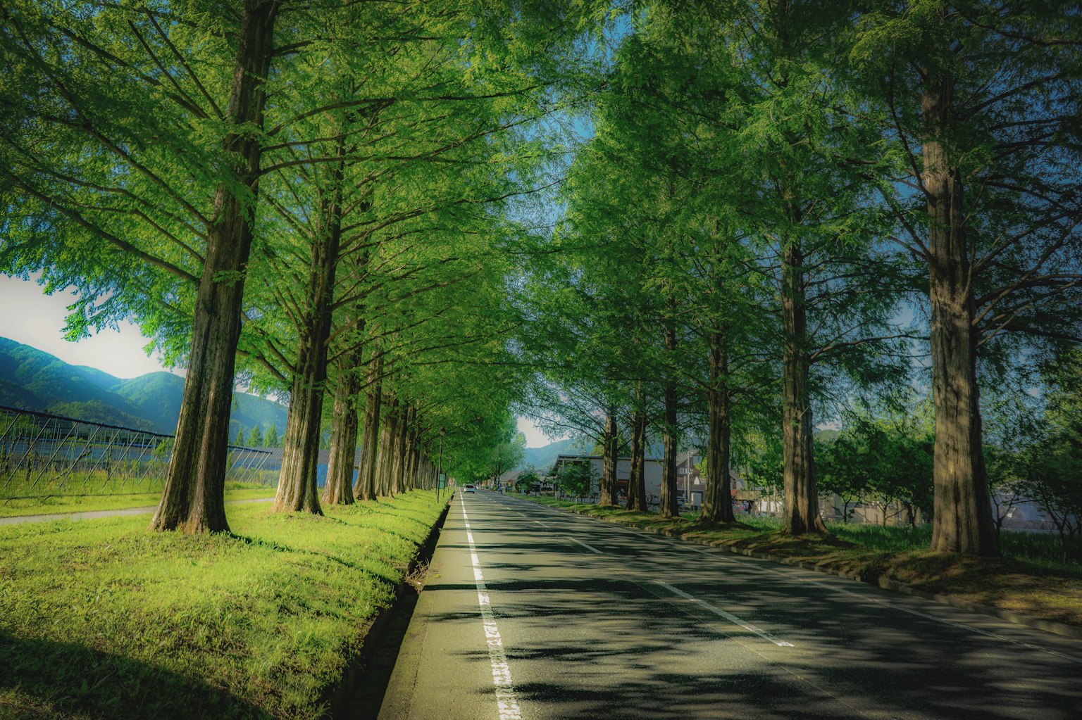 A scenic road lined with green trees under a blue sky