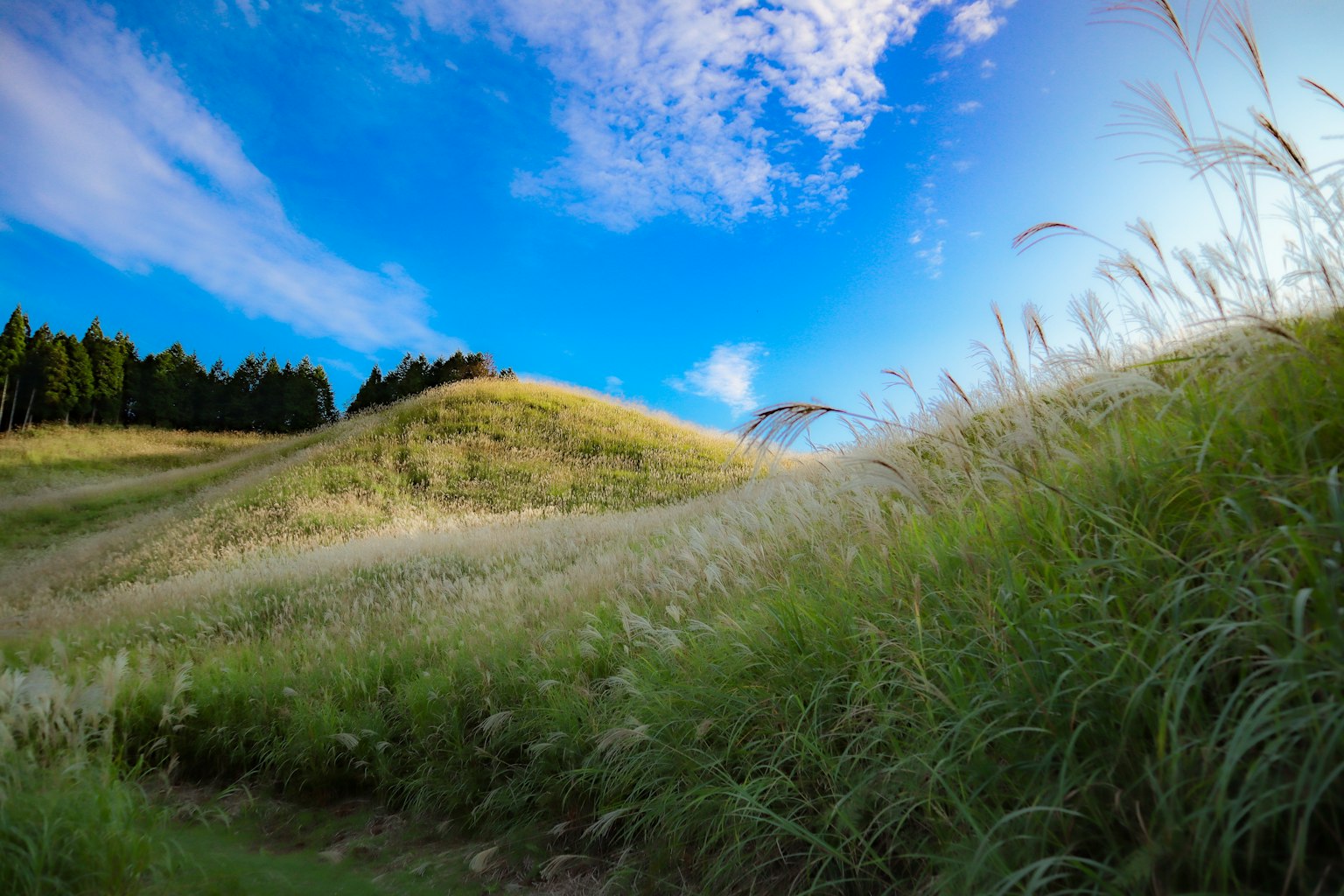 Vista panoramica di colline ondulate e erba sotto un cielo blu
