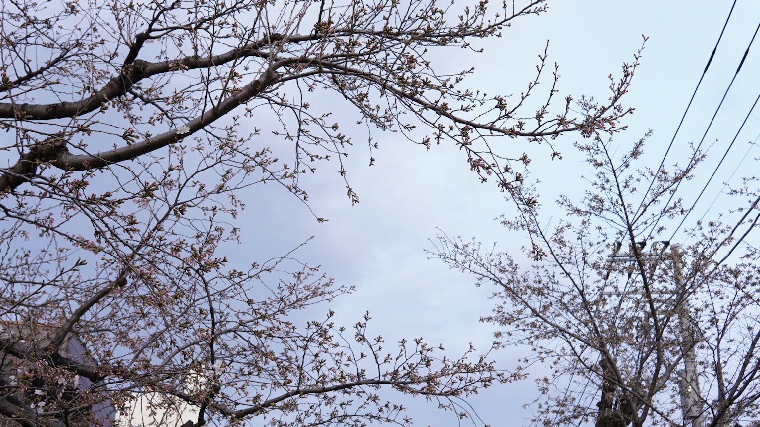 Zweige von Kirschbäumen unter einem blauen Himmel mit Stromleitungen
