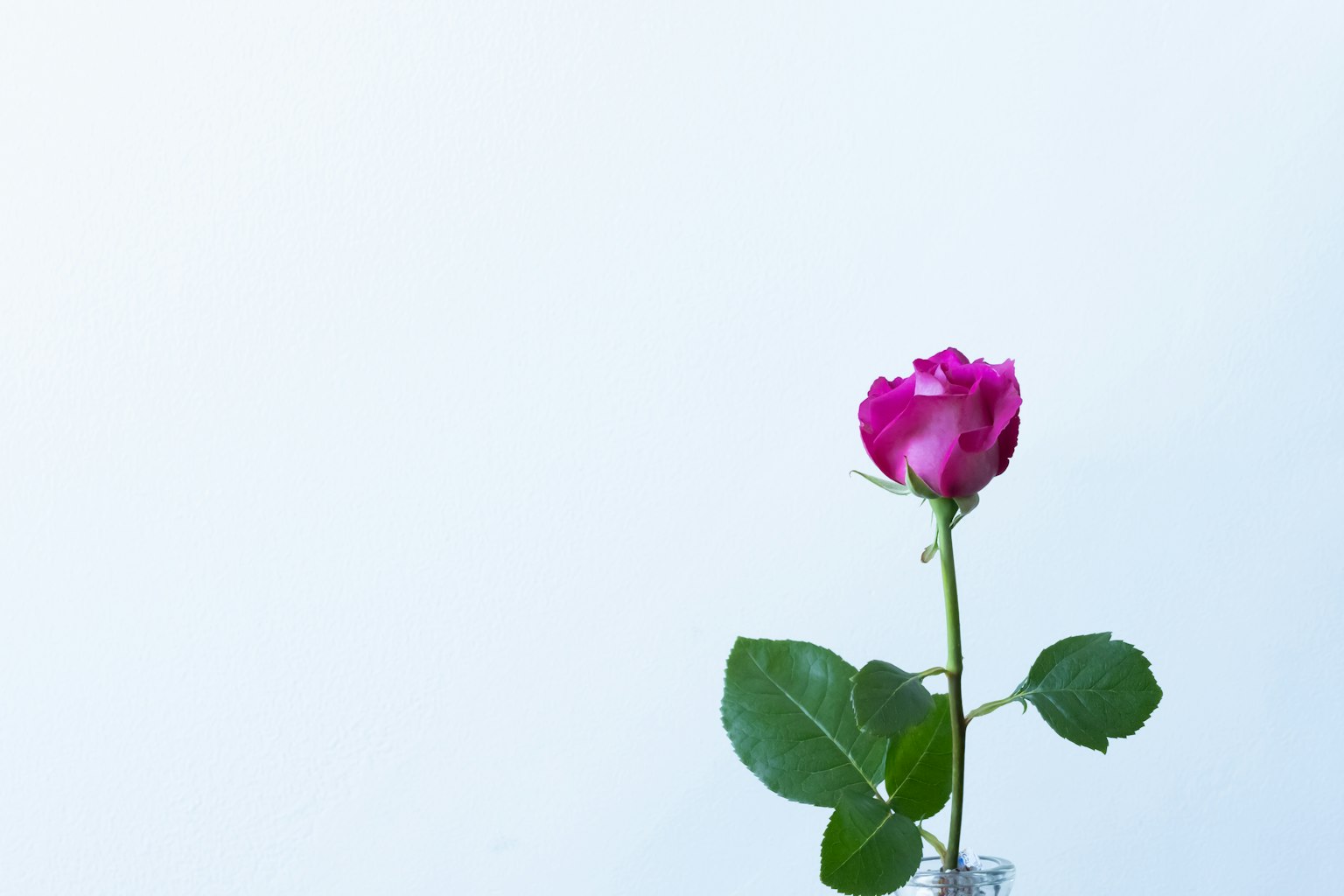 กุหลาบสีชมพูเดี่ยวตั้งอยู่บนพื้นหลังสีขาว
