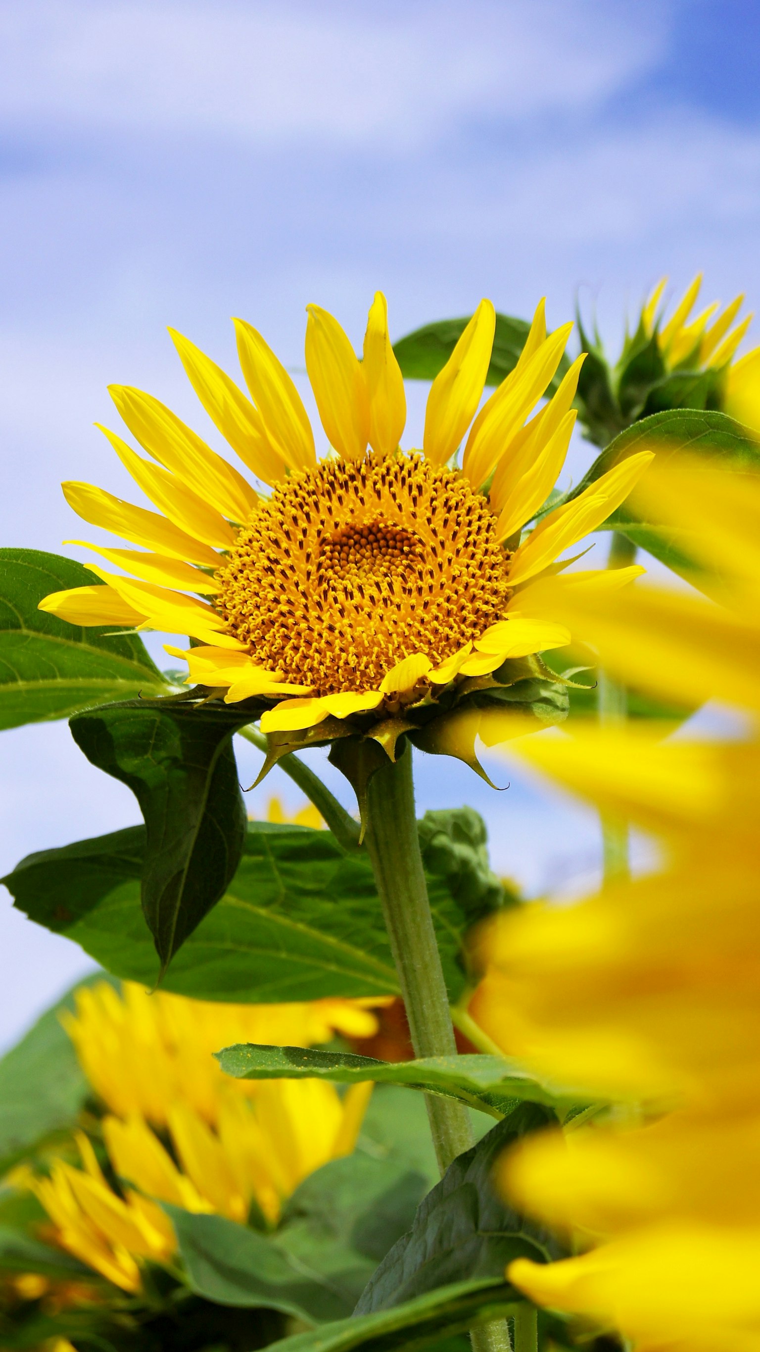 Gros plan d'un tournesol dans un champ avec des pétales jaunes vifs et un ciel bleu