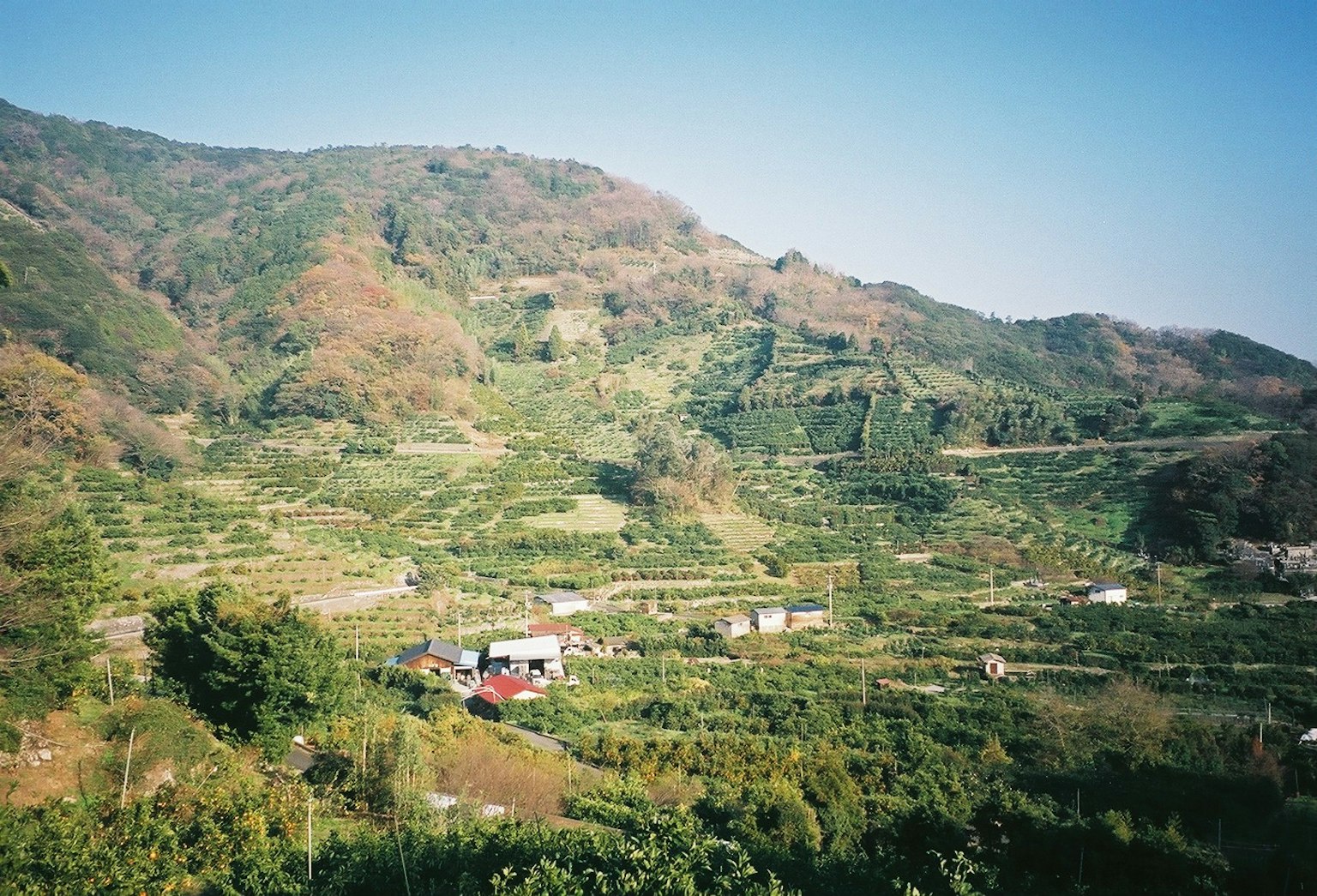 郁郁蔥蔥的山丘和梯田，散落著小房子