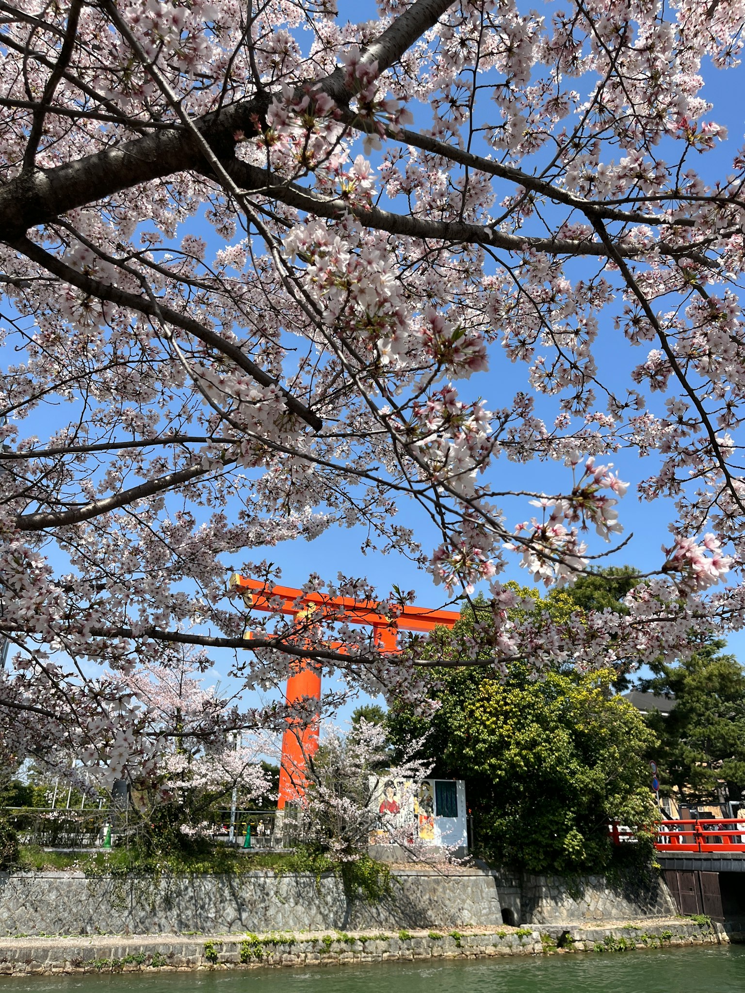 Arbre de cerisier en fleurs roses et un portail torii rouge sous un ciel bleu