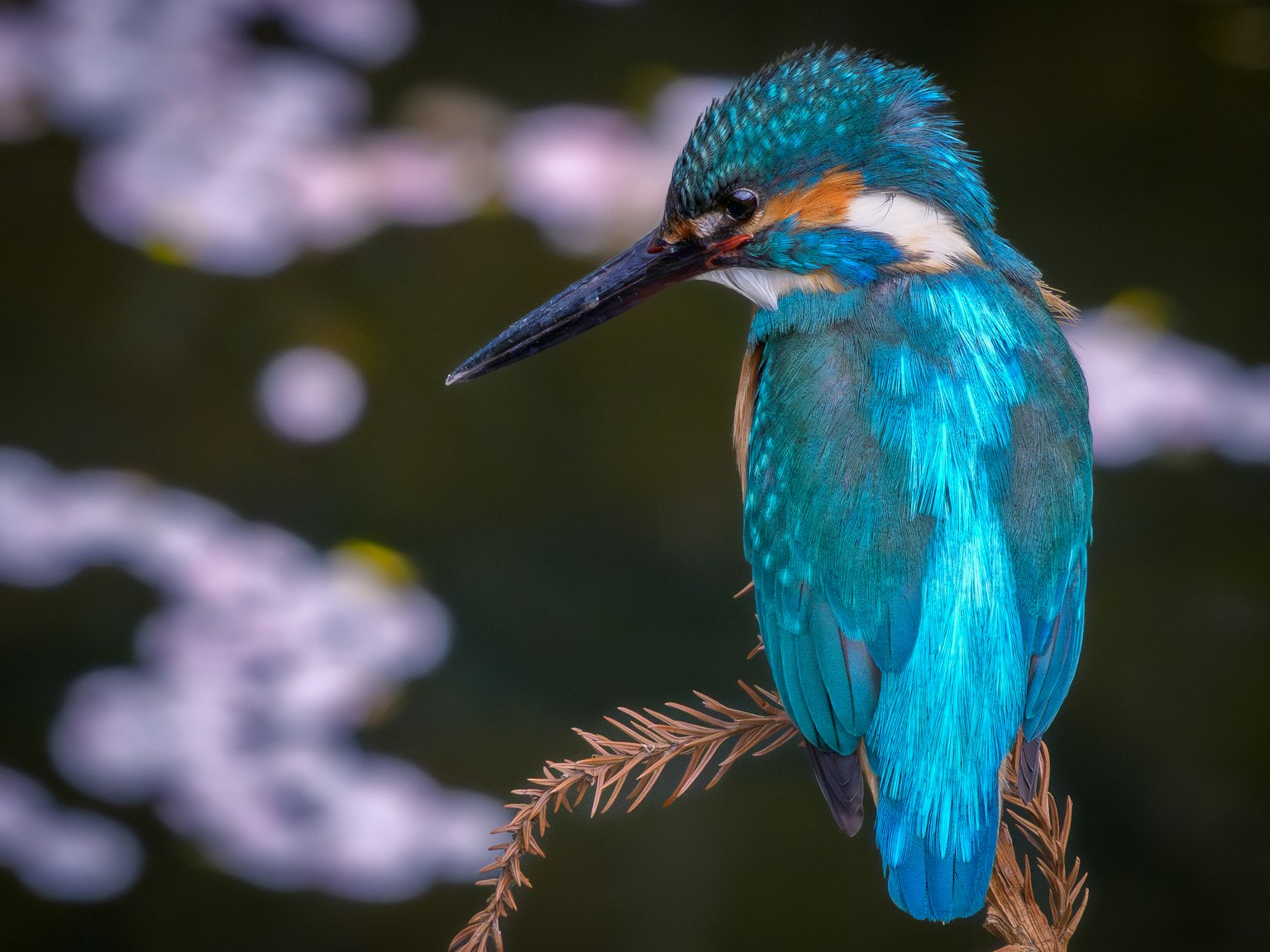 นกกาน้ำสวยงามที่มีขนสีน้ำเงินนั่งอยู่ใกล้น้ำ