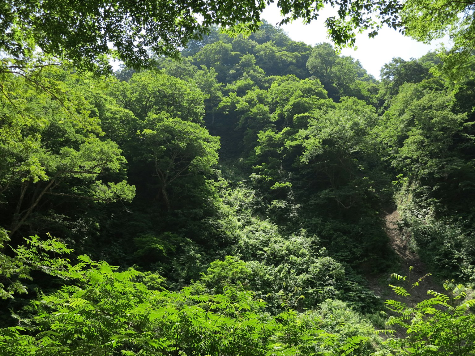 Paesaggio di foresta lussureggiante e collina