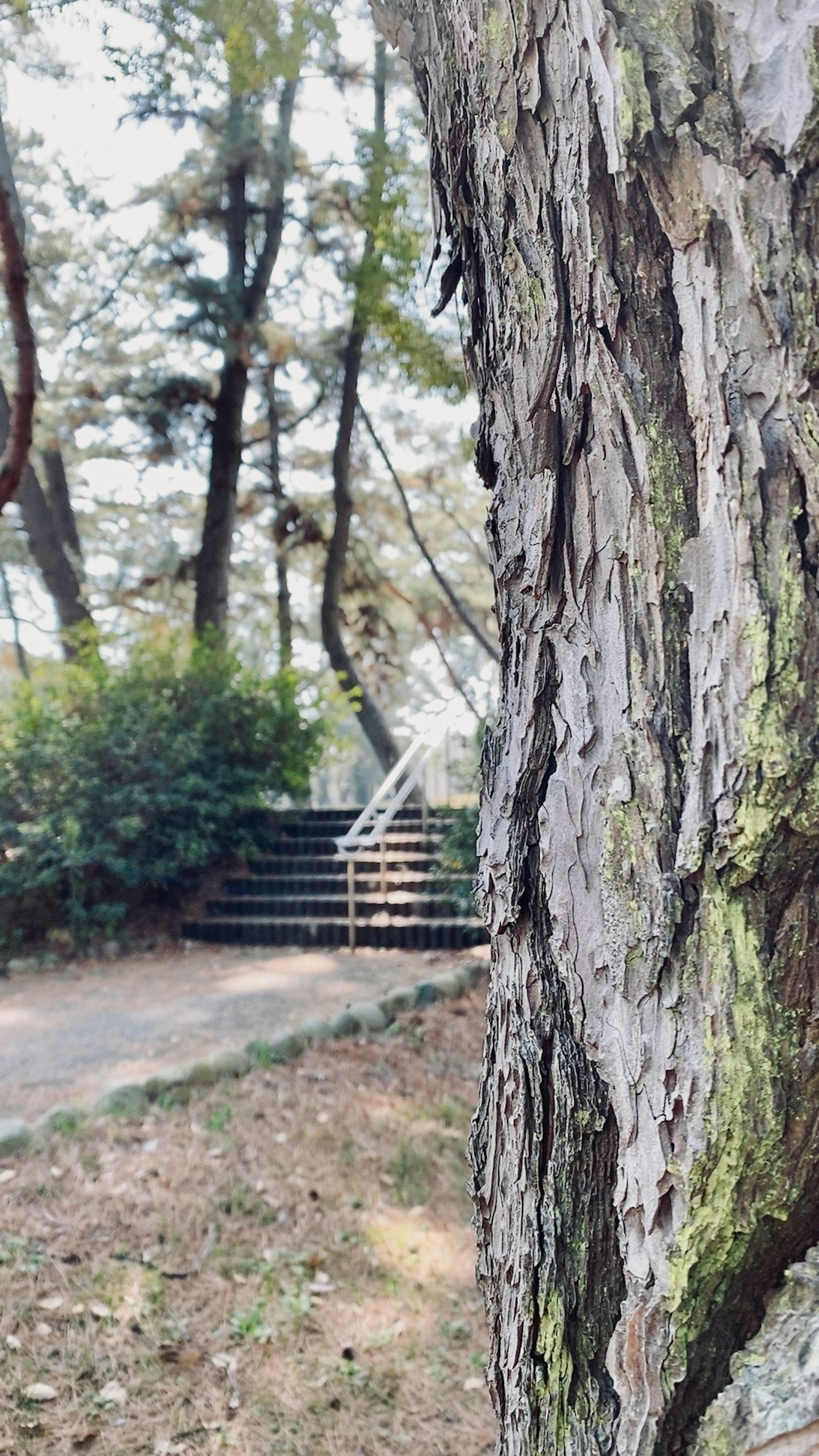 Primer plano de un tronco de árbol con un camino y escaleras al fondo