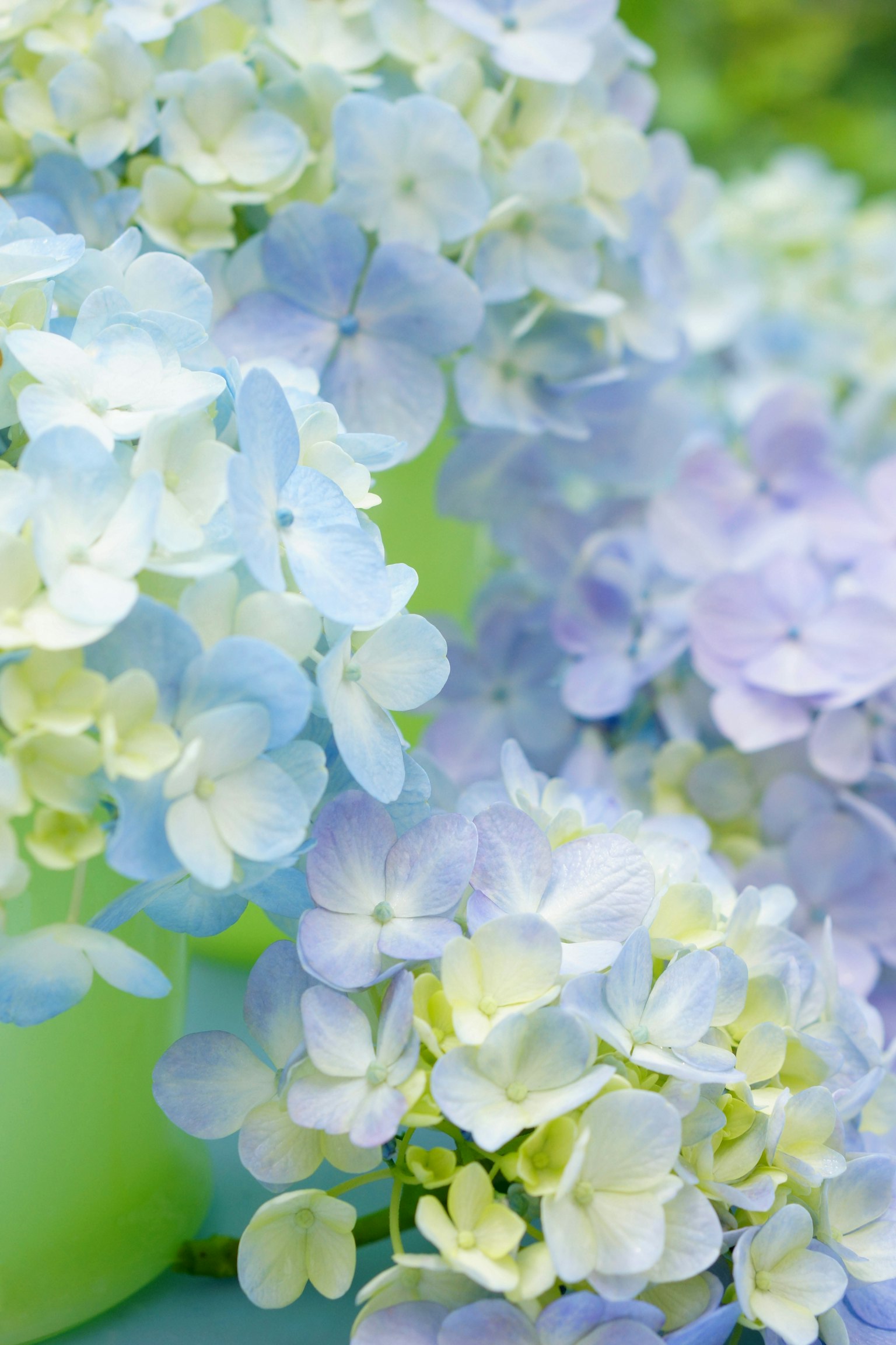 Flores de hortensia delicadas de color azul y verde en flor