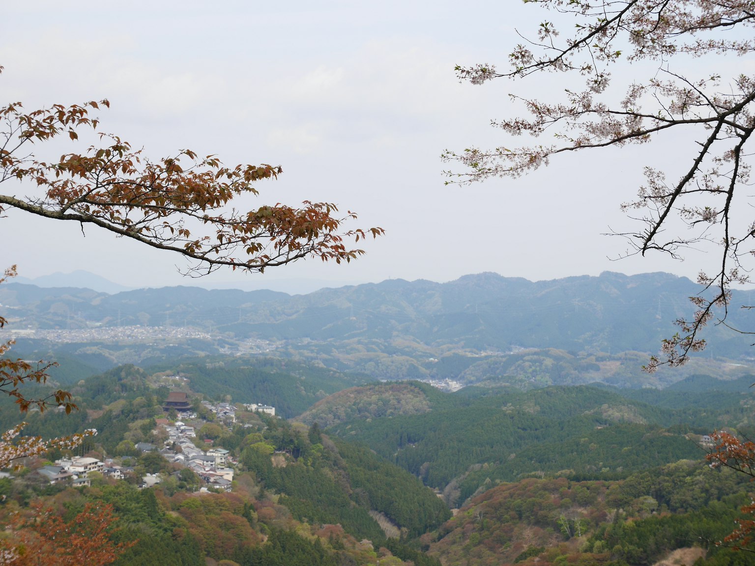 벚꽃 나무가 있는 산의 파노라마 전망