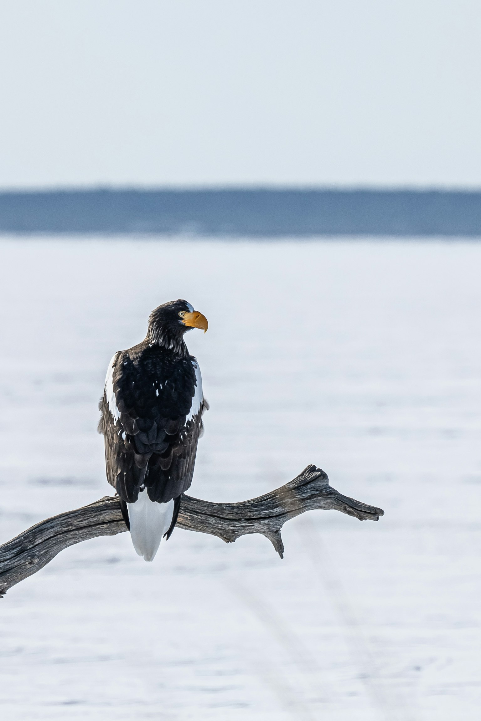 Un grande aquila bianco e nero appollaiato su un ramo in un paesaggio innevato