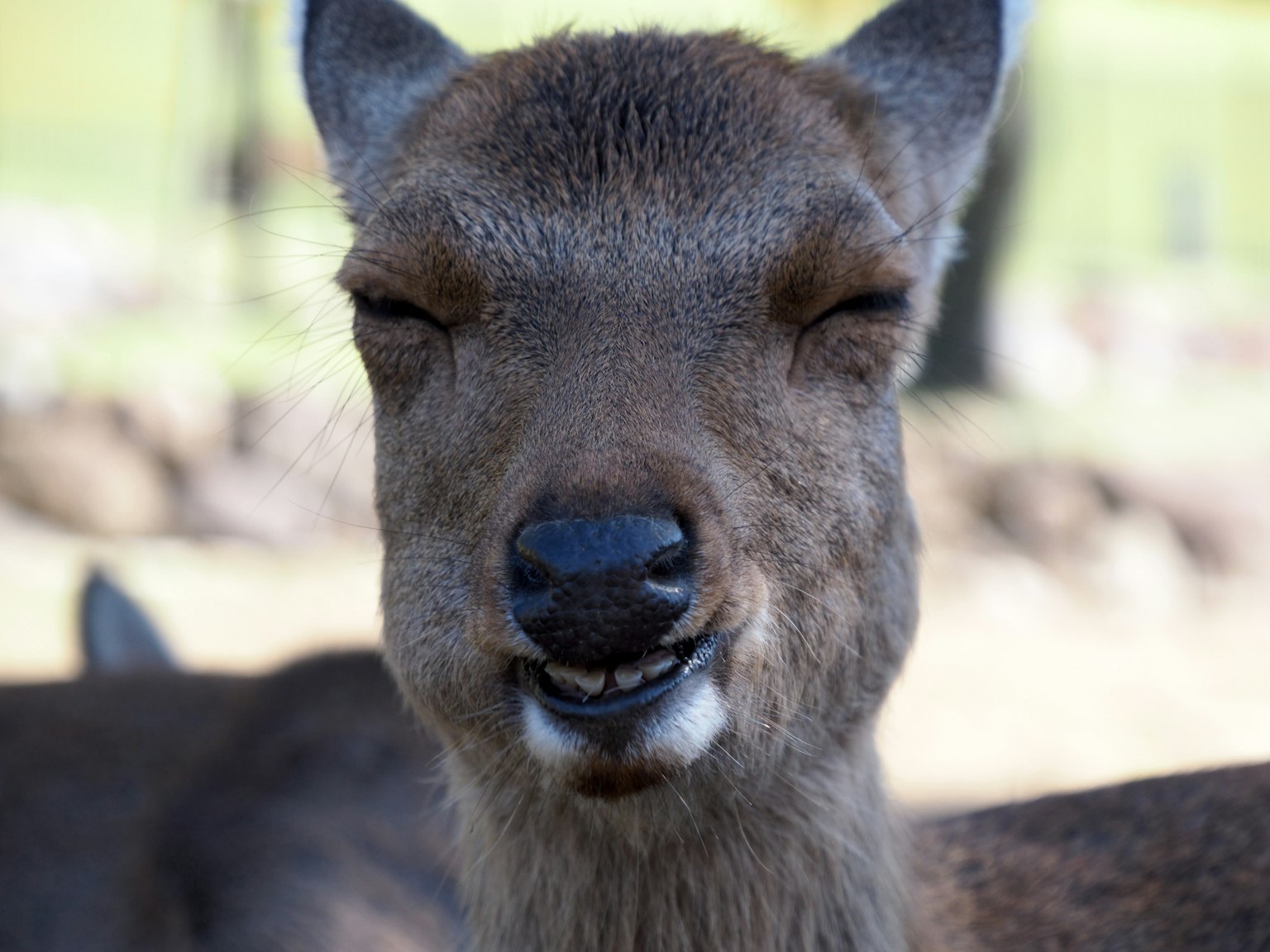 Close-up rusa dengan wajah berkerut