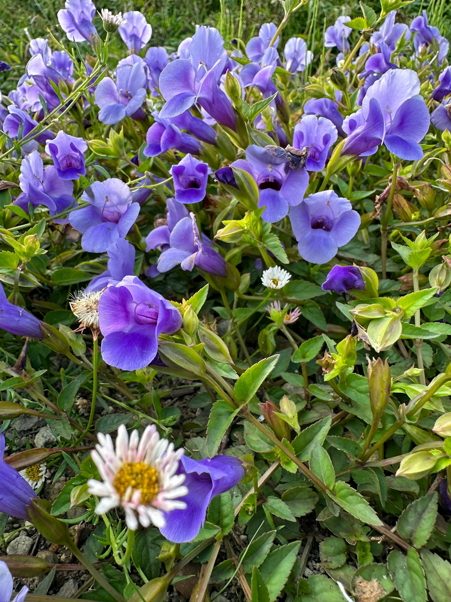 Lush cluster of purple flowers with a white flower among them