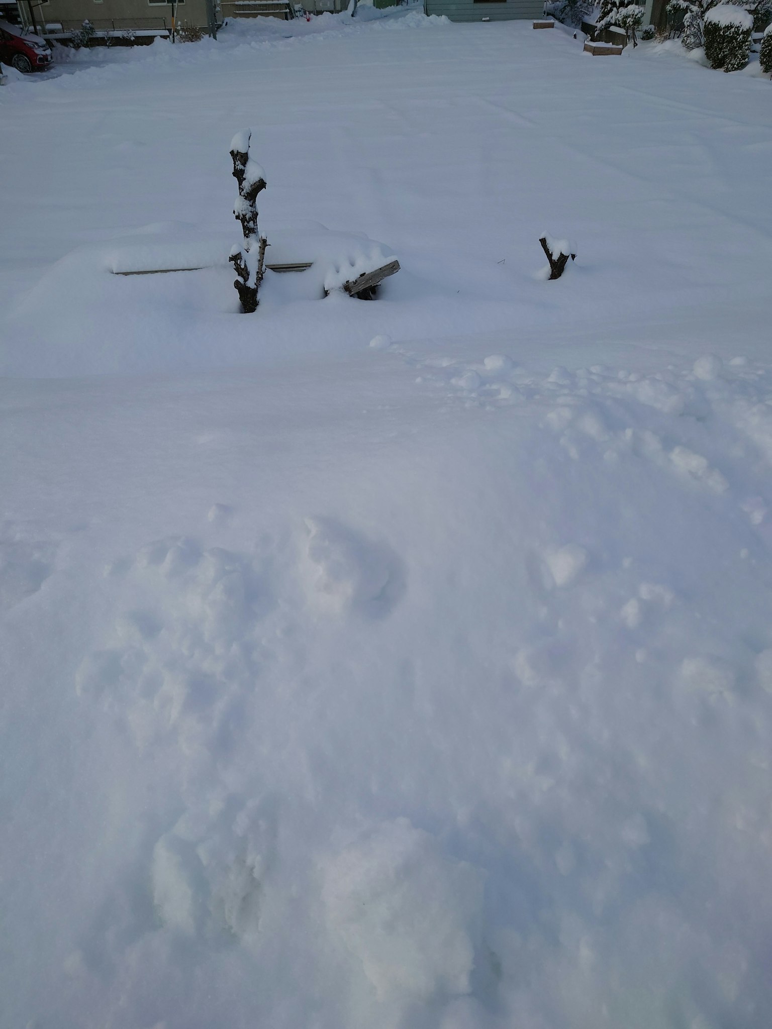 Snow-covered garden scene with small plants visible