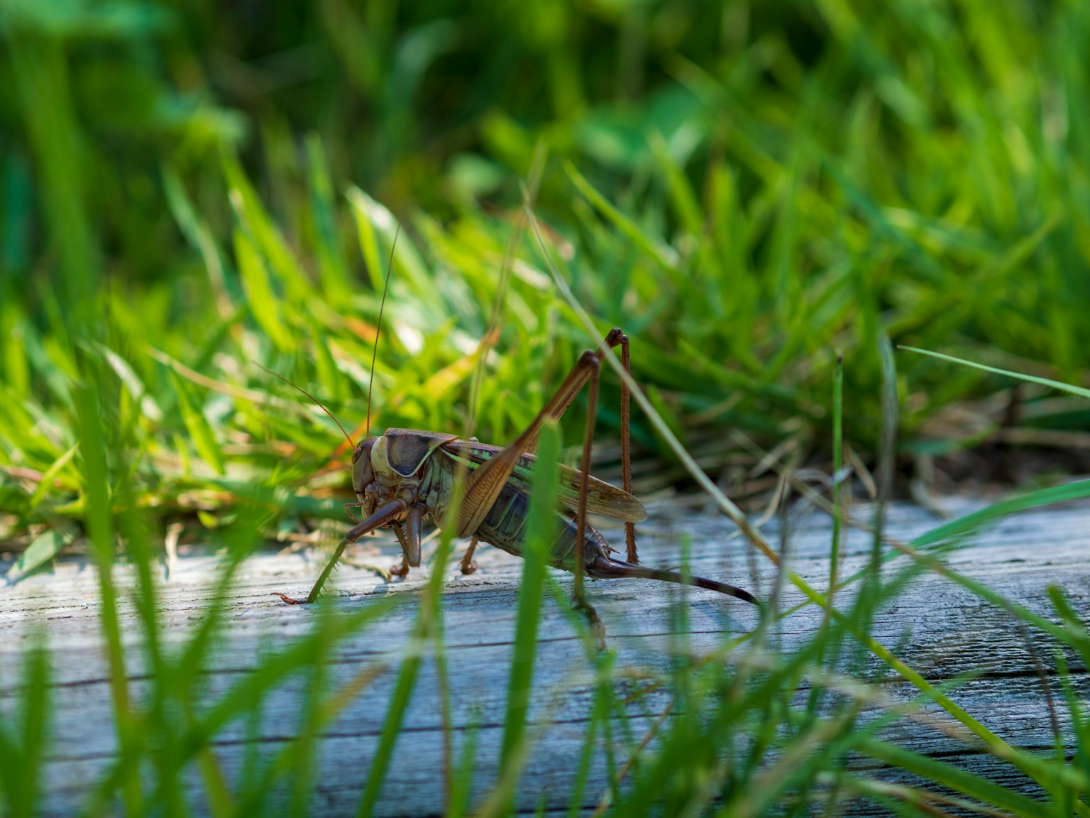 une sauterelle assise sur une surface en bois parmi l'herbe verte