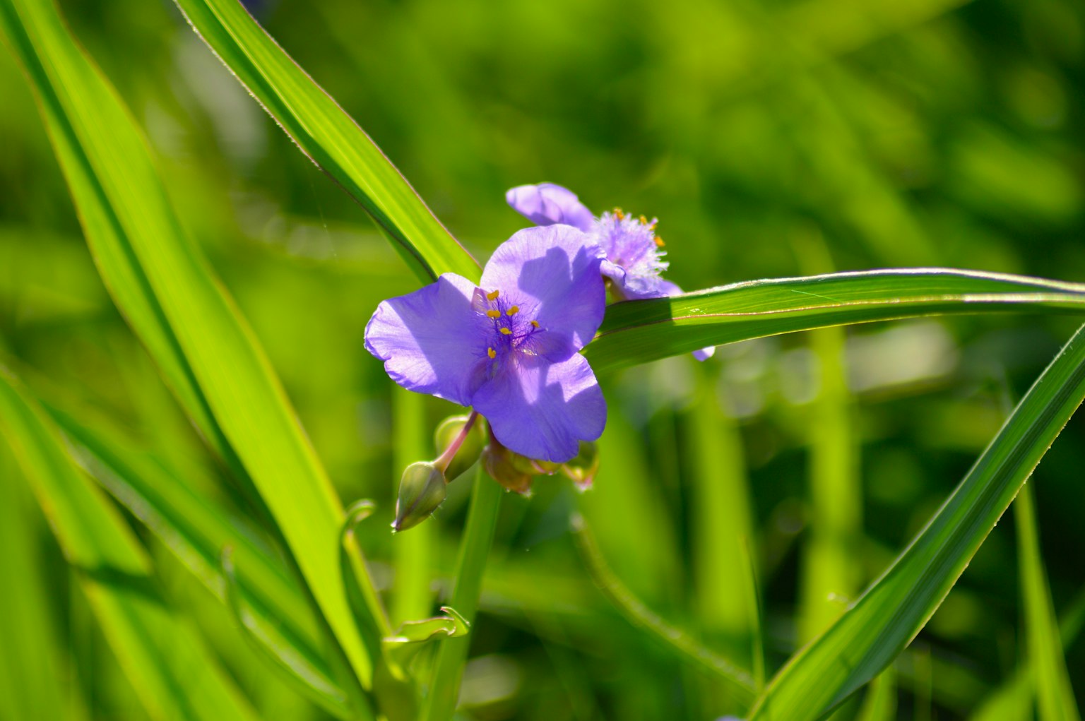 Flor morada floreciendo entre la hierba verde