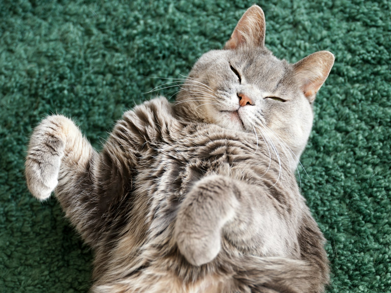 Kucing abu-abu yang santai terbaring telentang di atas karpet hijau